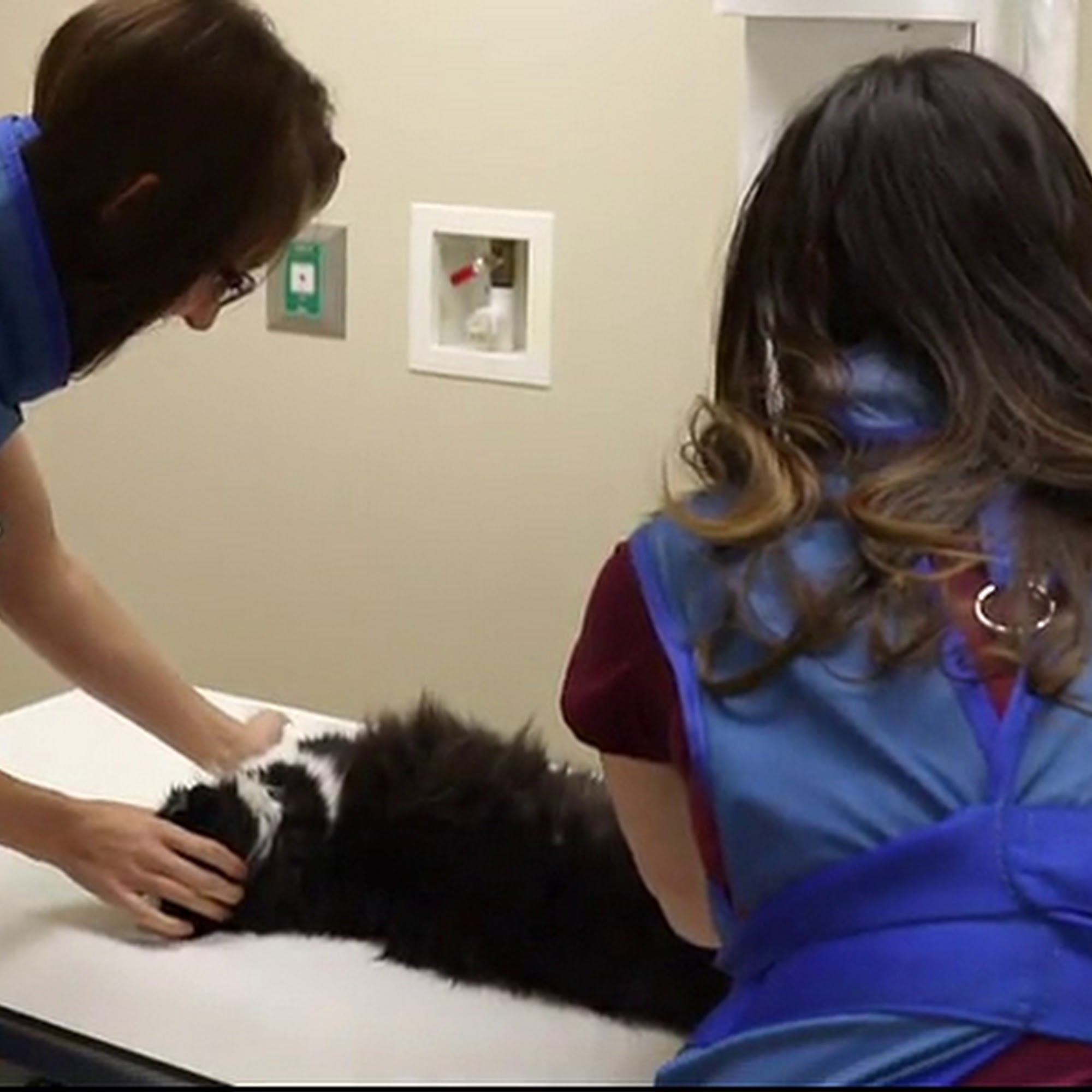 Ammon Veterinary Hospital Ammon