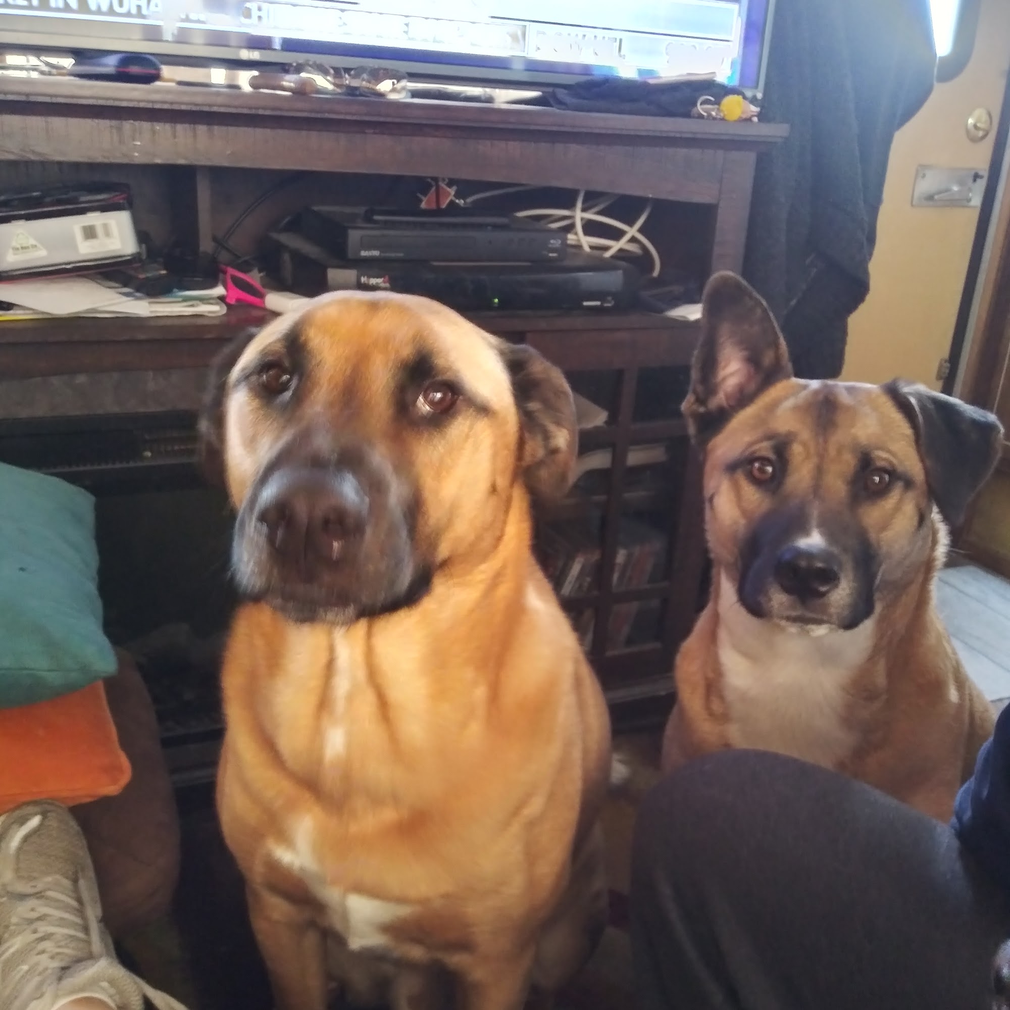 Northwoods Veterinary Hospital Athol