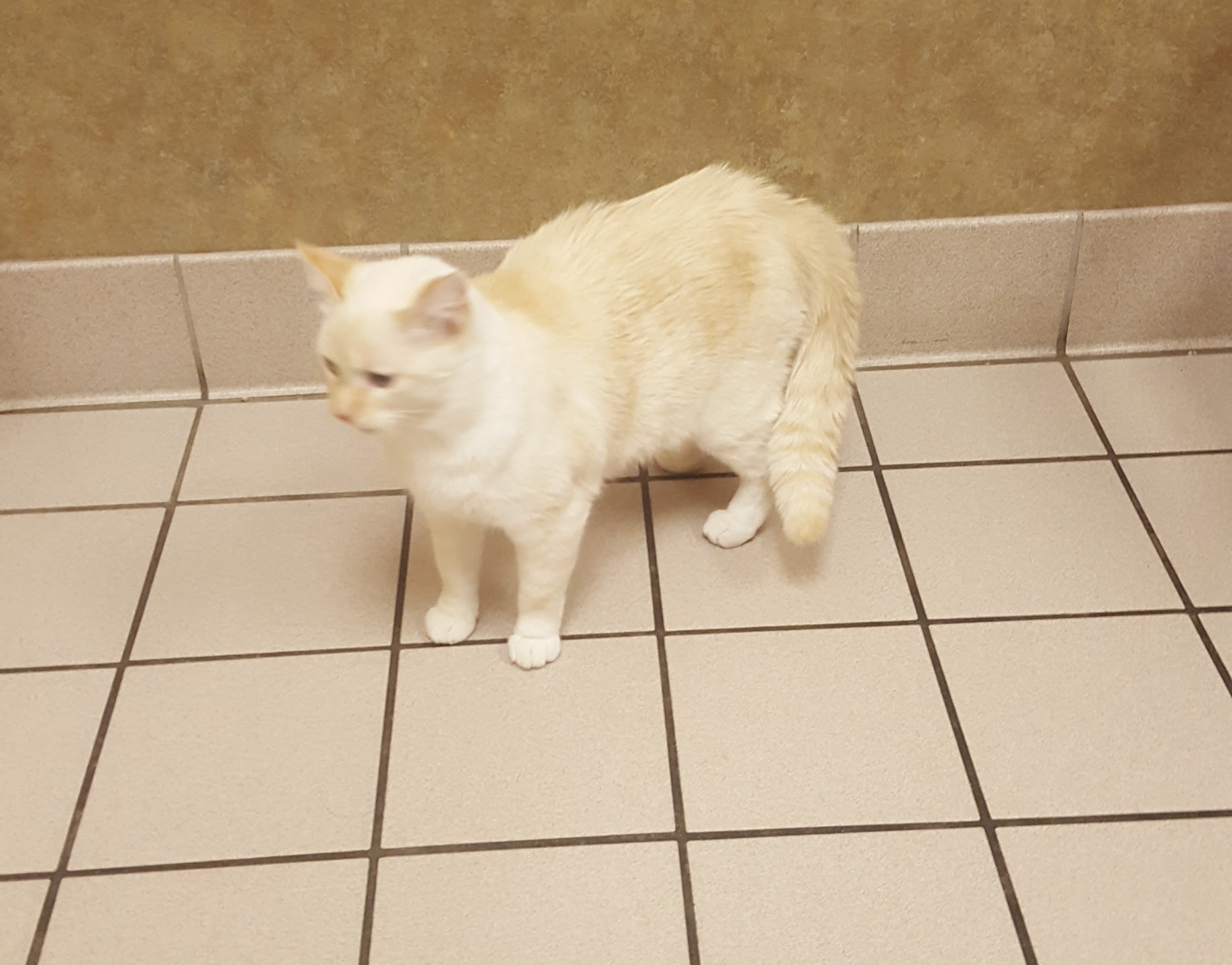 Sawtooth Animal Center Bellevue