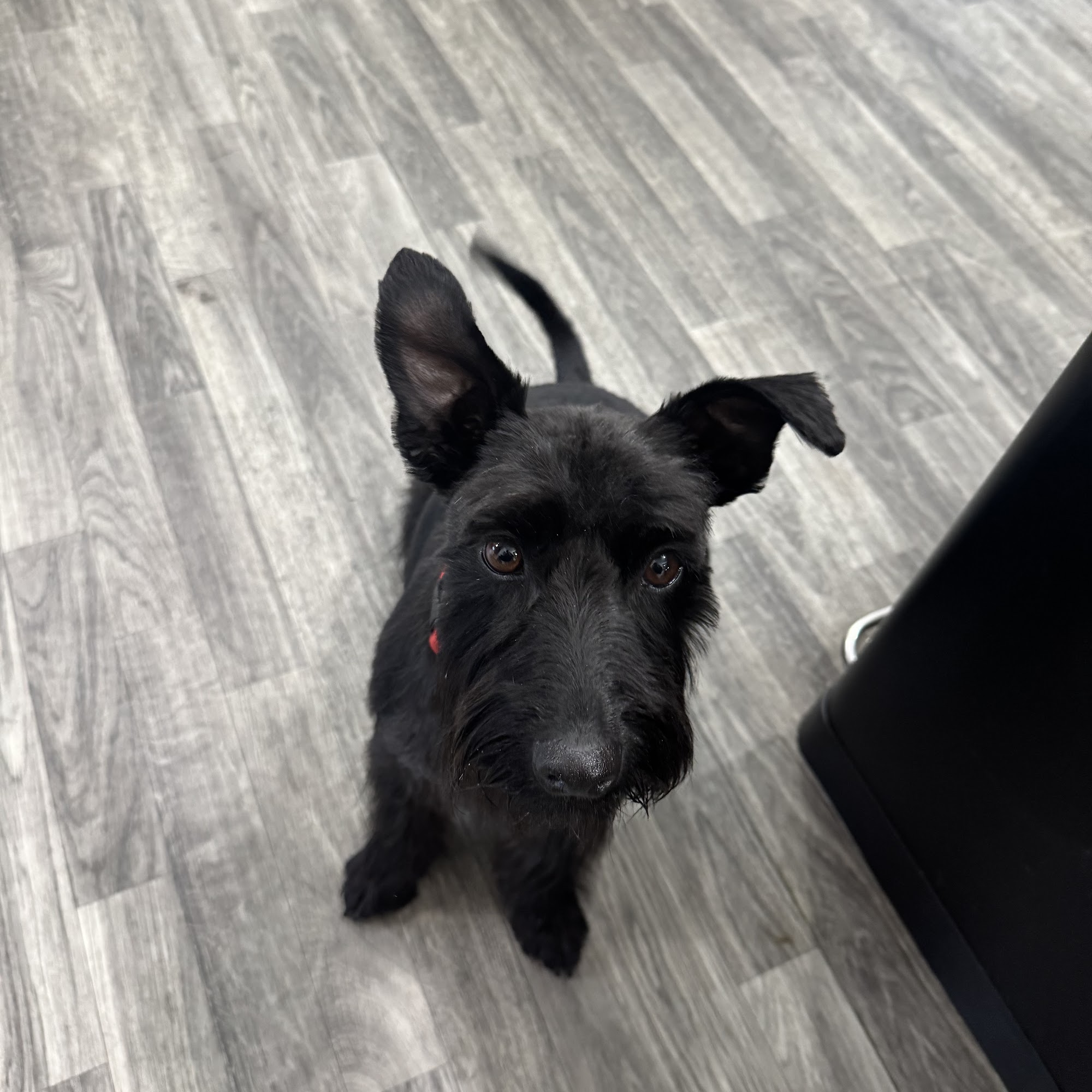 Alpine Kennels 10664 ID-75, Bellevue Idaho 83313