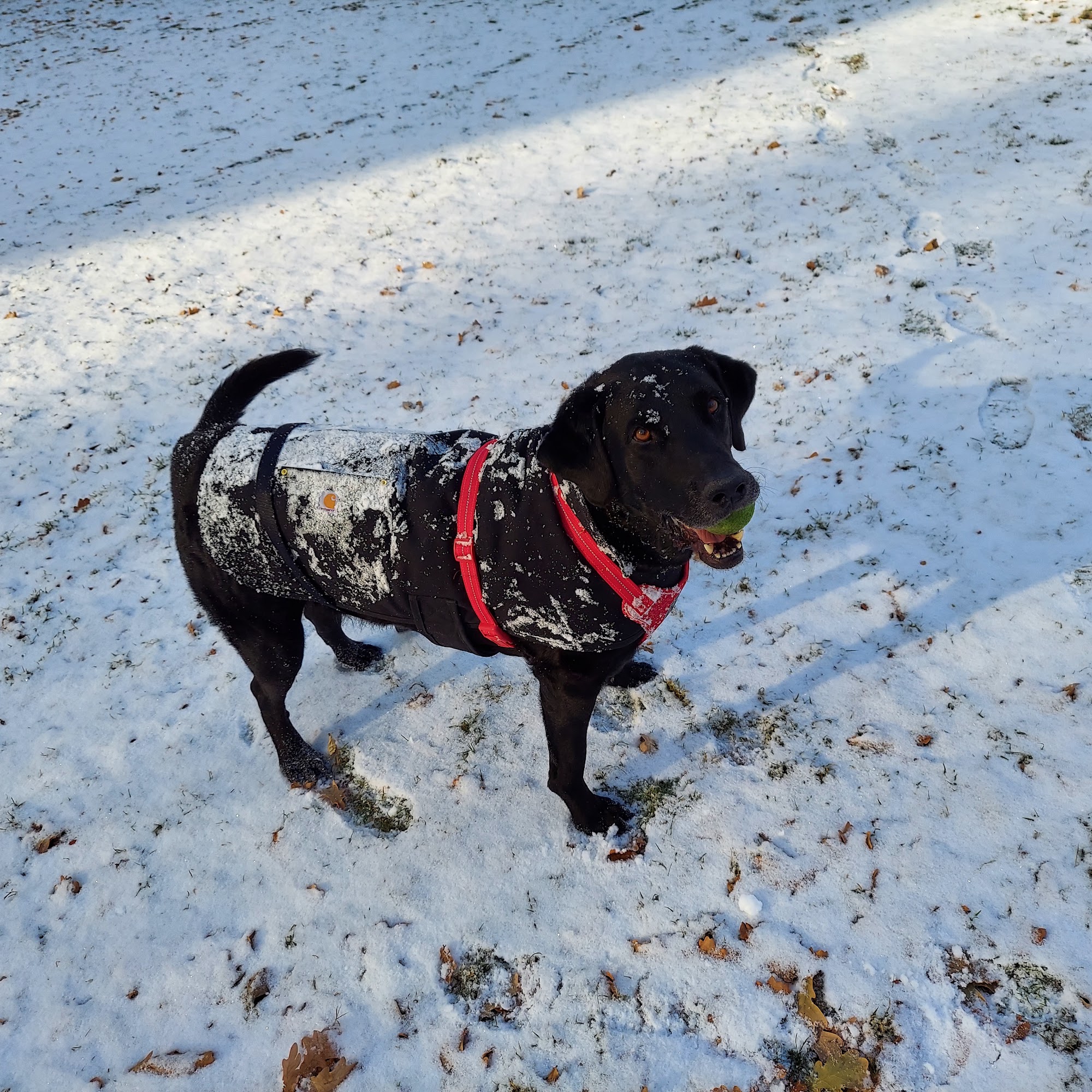 Les Bois Veterinary Hospital Boise