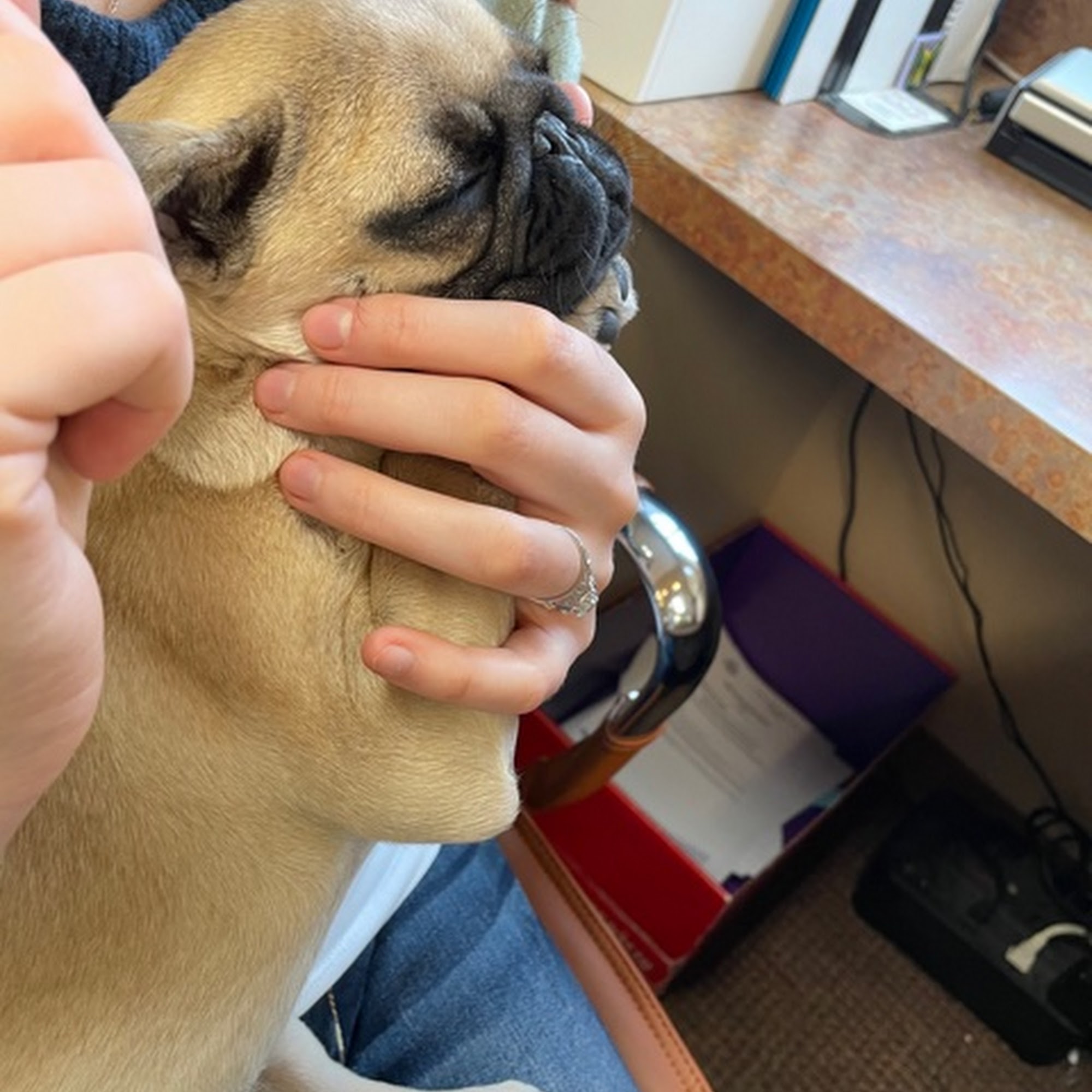 Companions Animal Hospital Boise