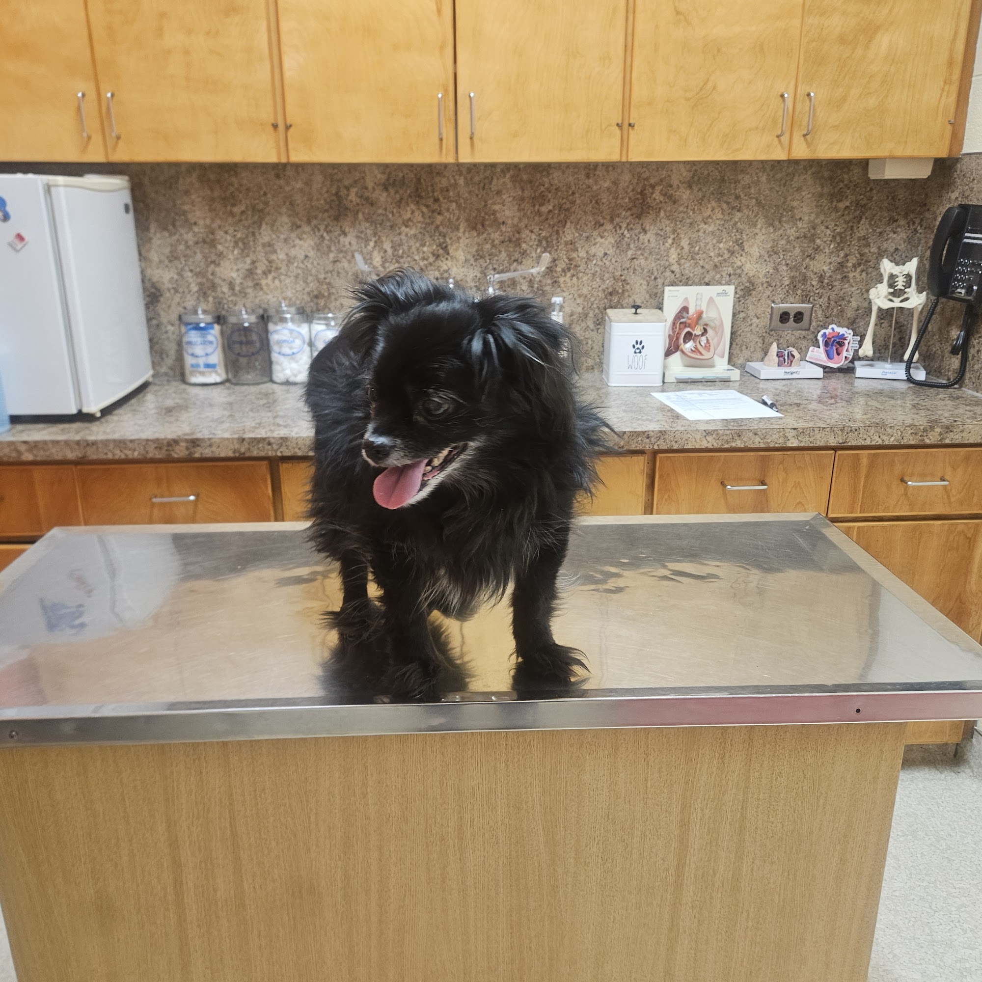 Ewing Animal Hospital Boise