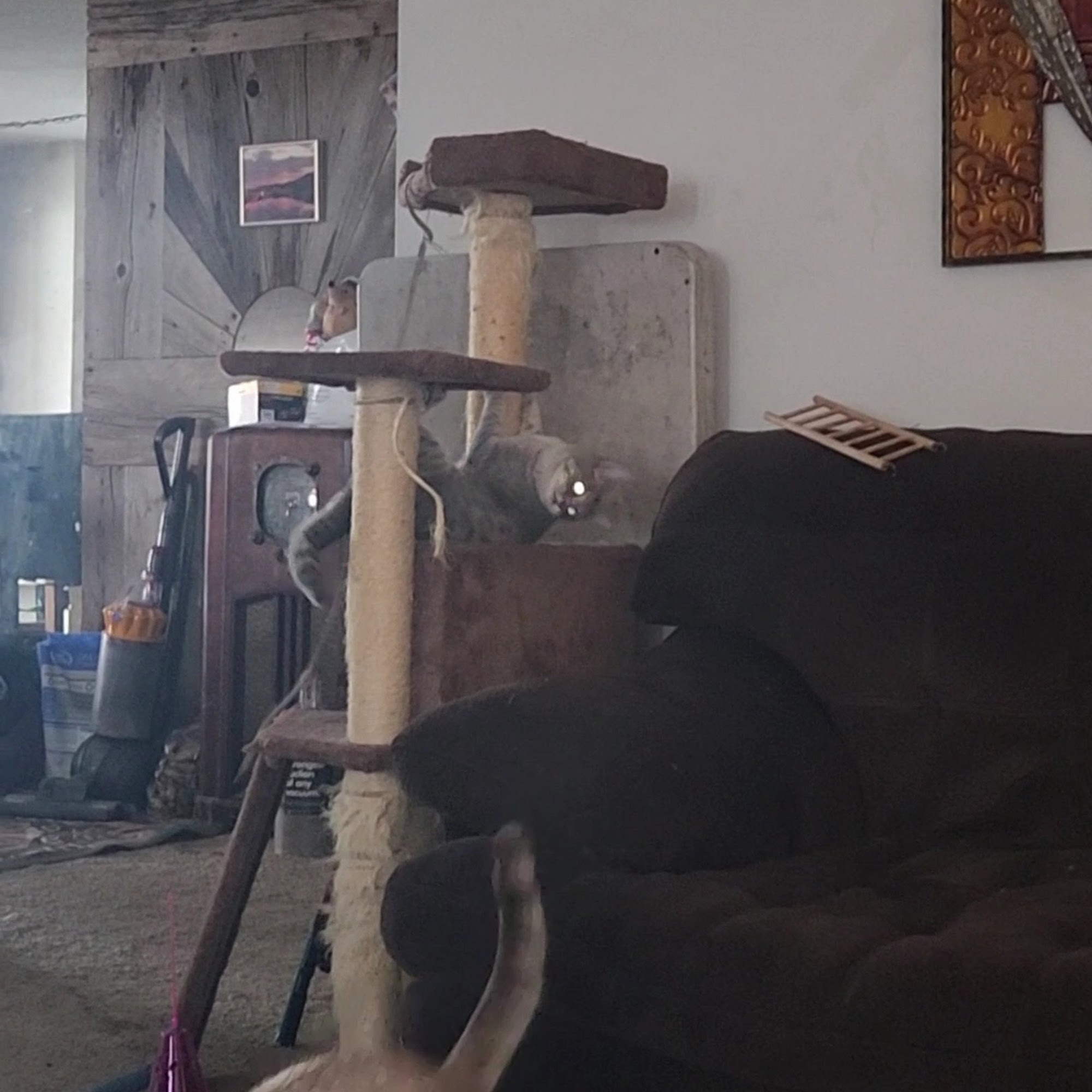 Animal Medical Center Boise