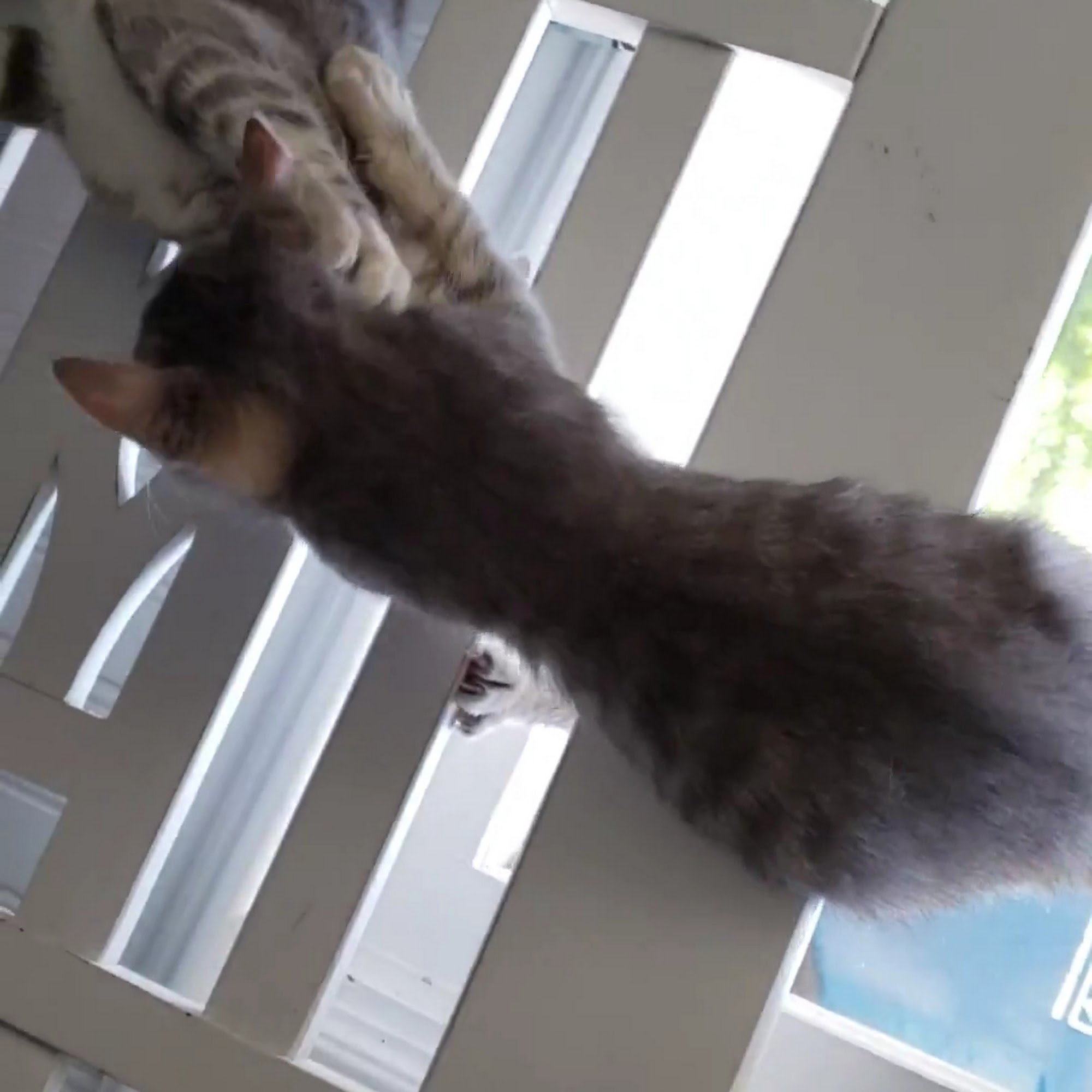 The Cat Doctor Veterinary Hospital Boise