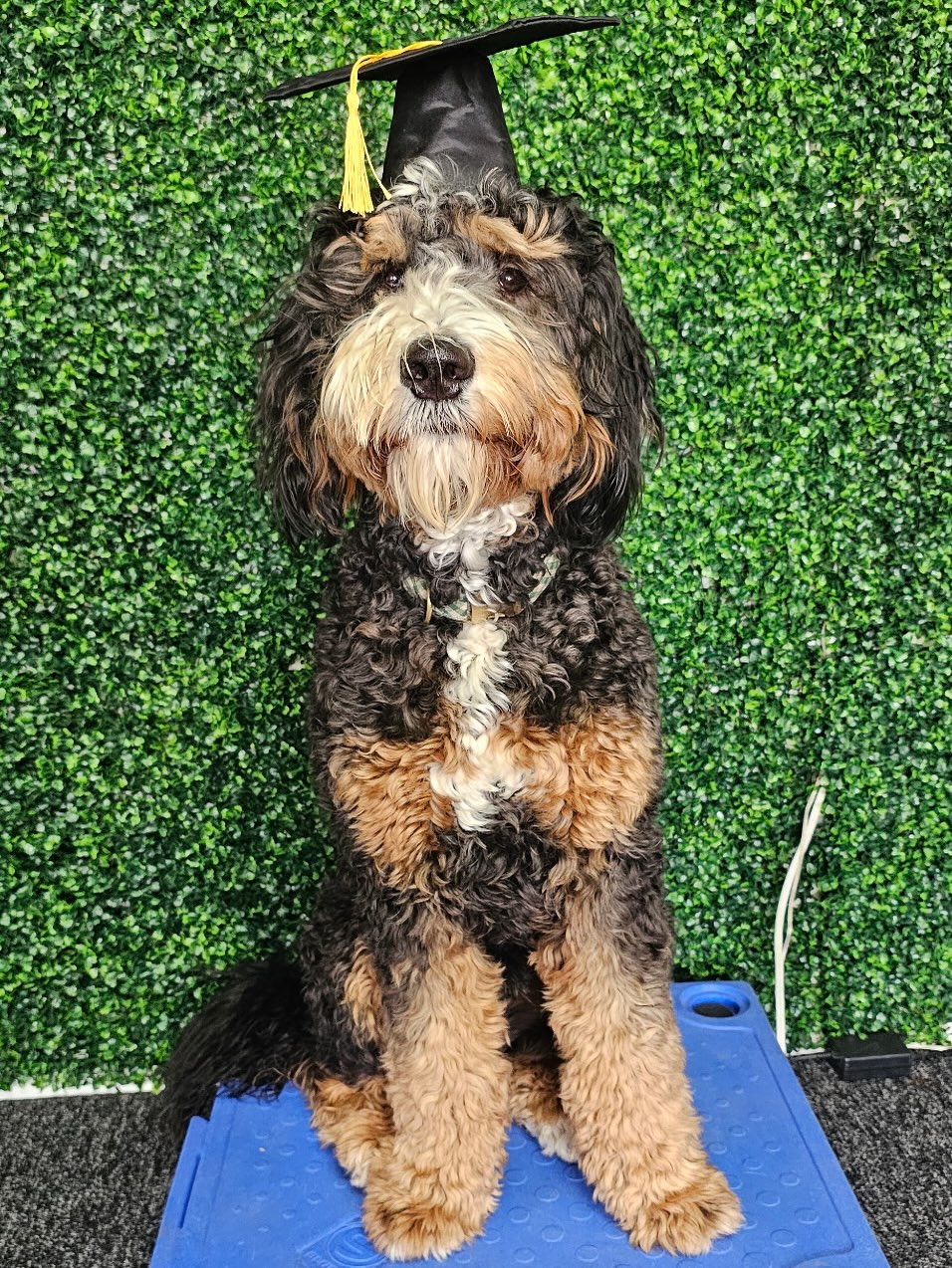 Adventure K-9 LLC Boise