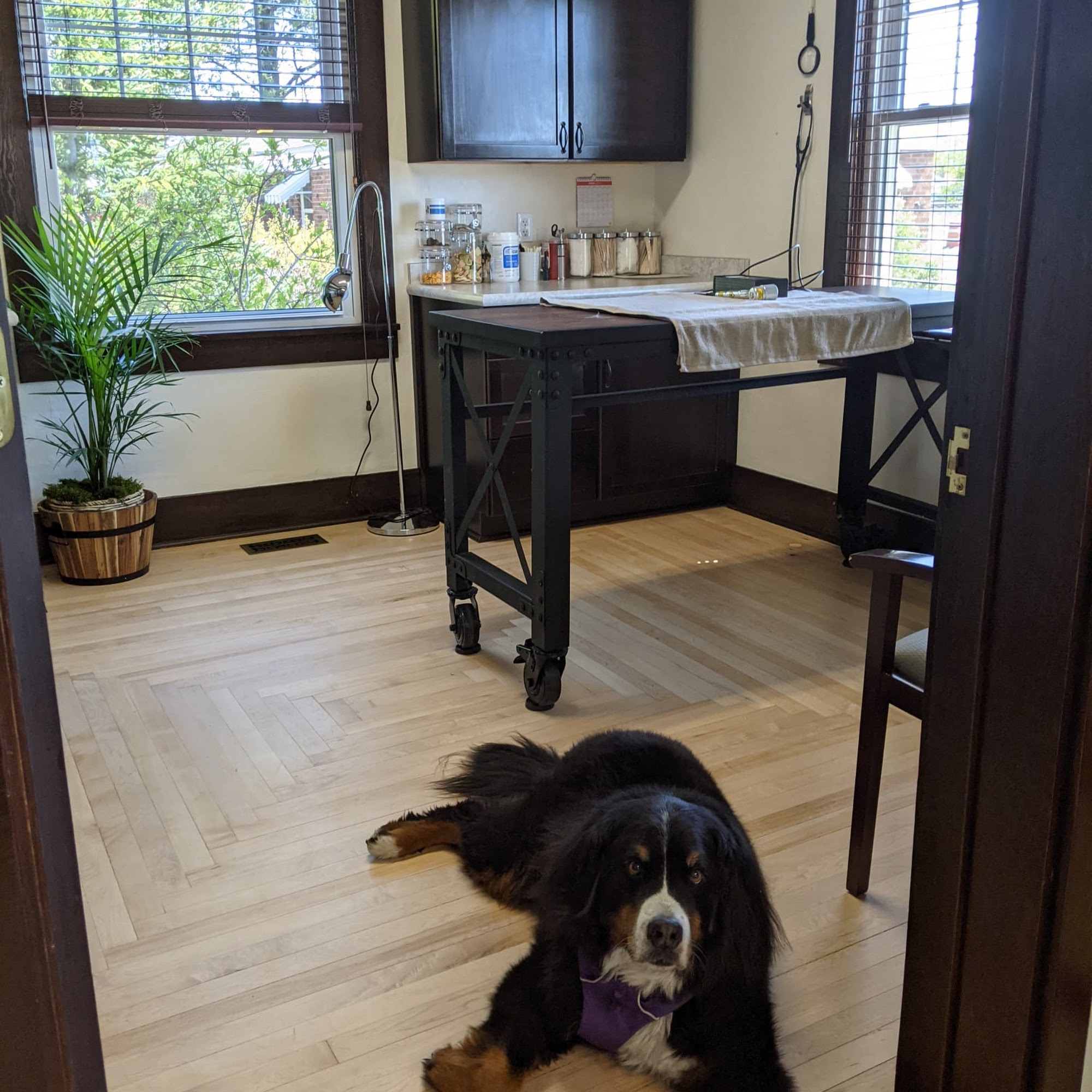 Animal Wellness Veterinary Clinic- Anja Hunter DVM Boise