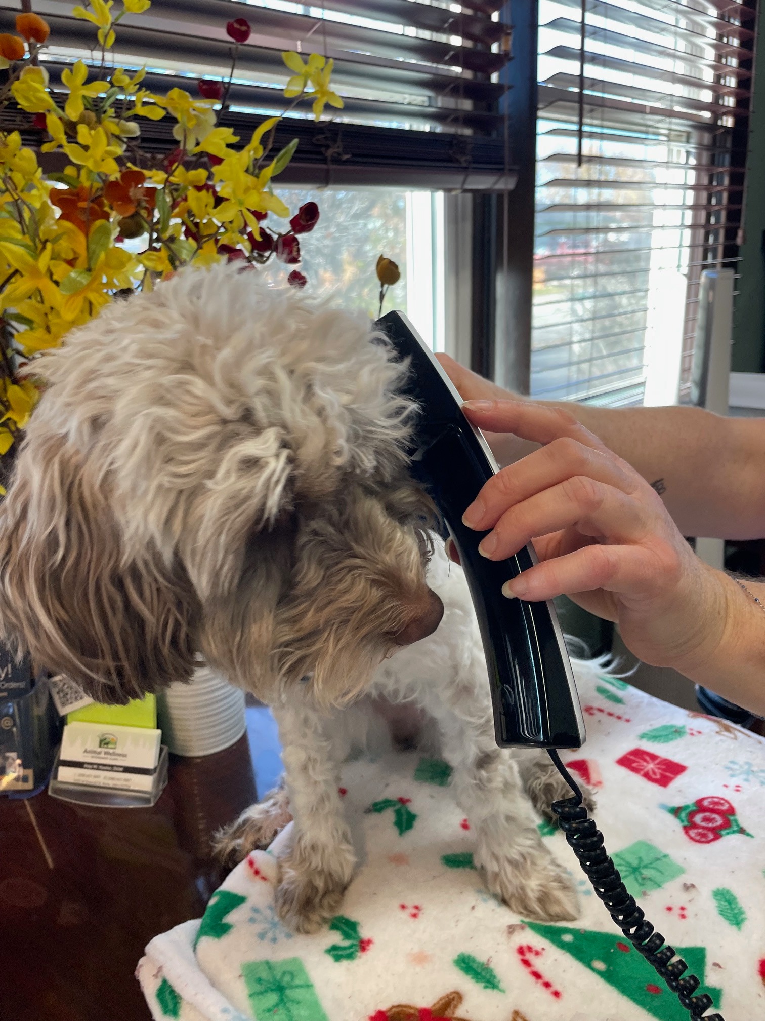 Animal Wellness Veterinary Clinic- Anja Hunter DVM Boise