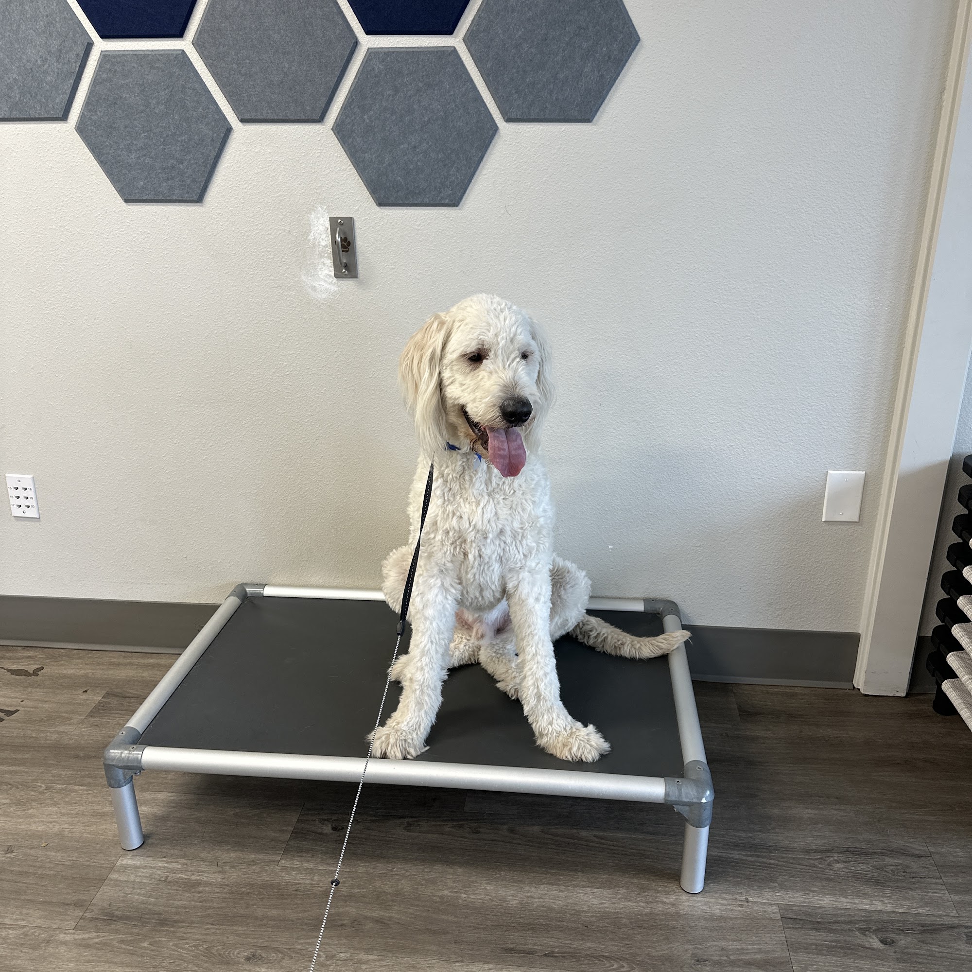 All Dogs Unleashed Dog Training Boise Boise