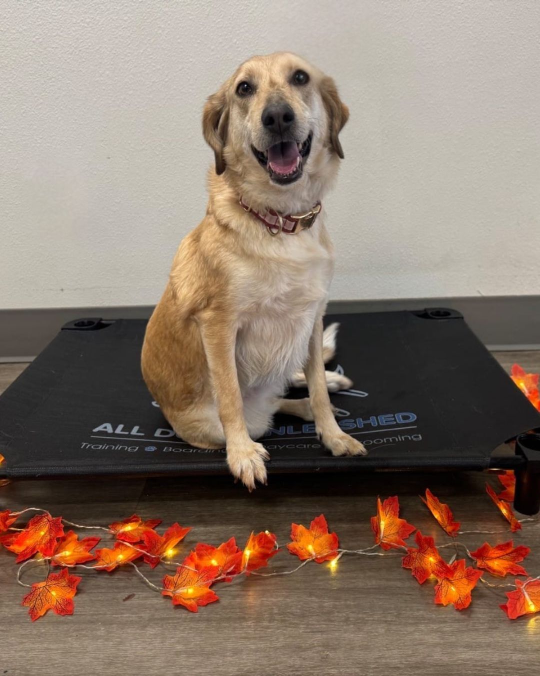 All Dogs Unleashed Dog Training Boise Boise