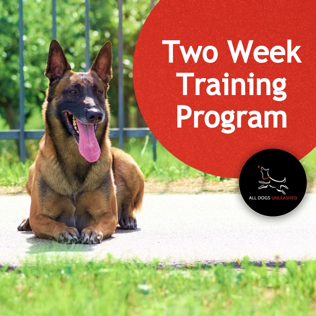All Dogs Unleashed Dog Training Boise Boise