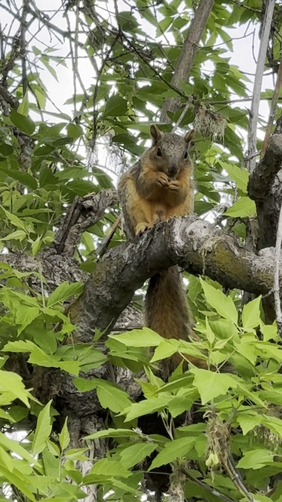 Little Tree 4607 Kootenai Pl, Boise Idaho 83705