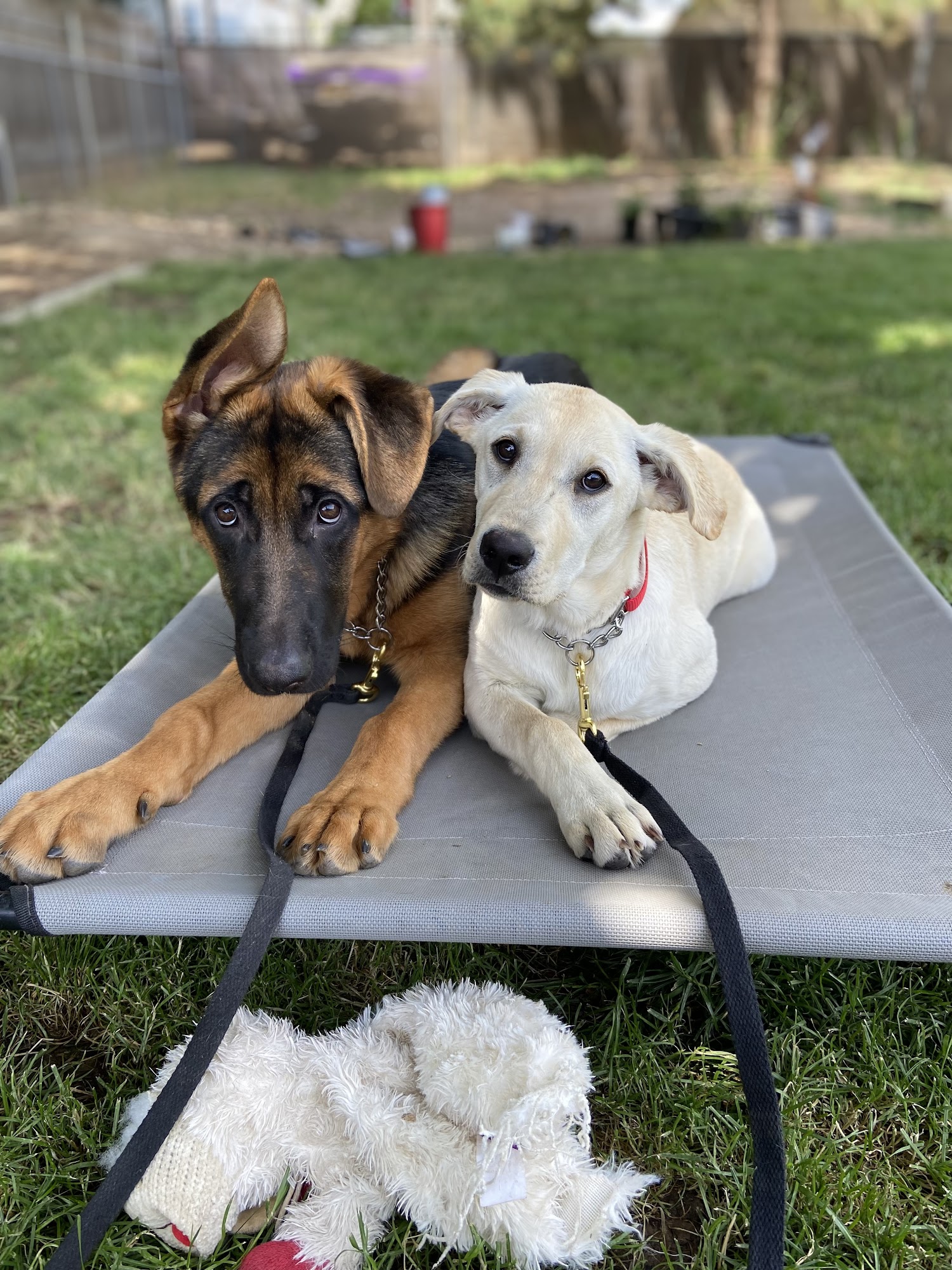 The K9 Professionals Boise