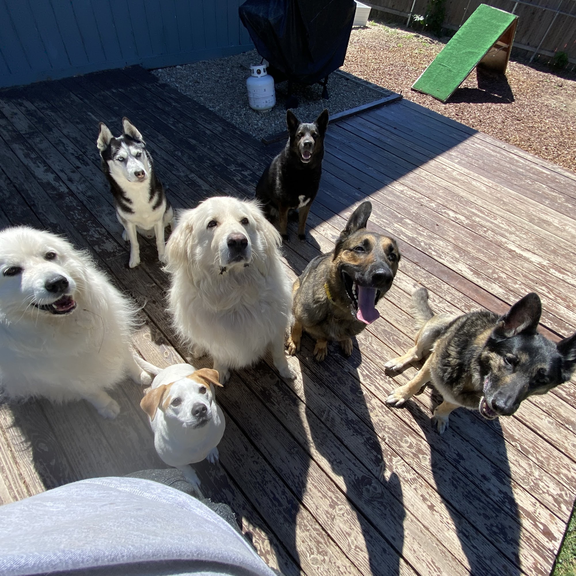 The K9 Professionals Boise