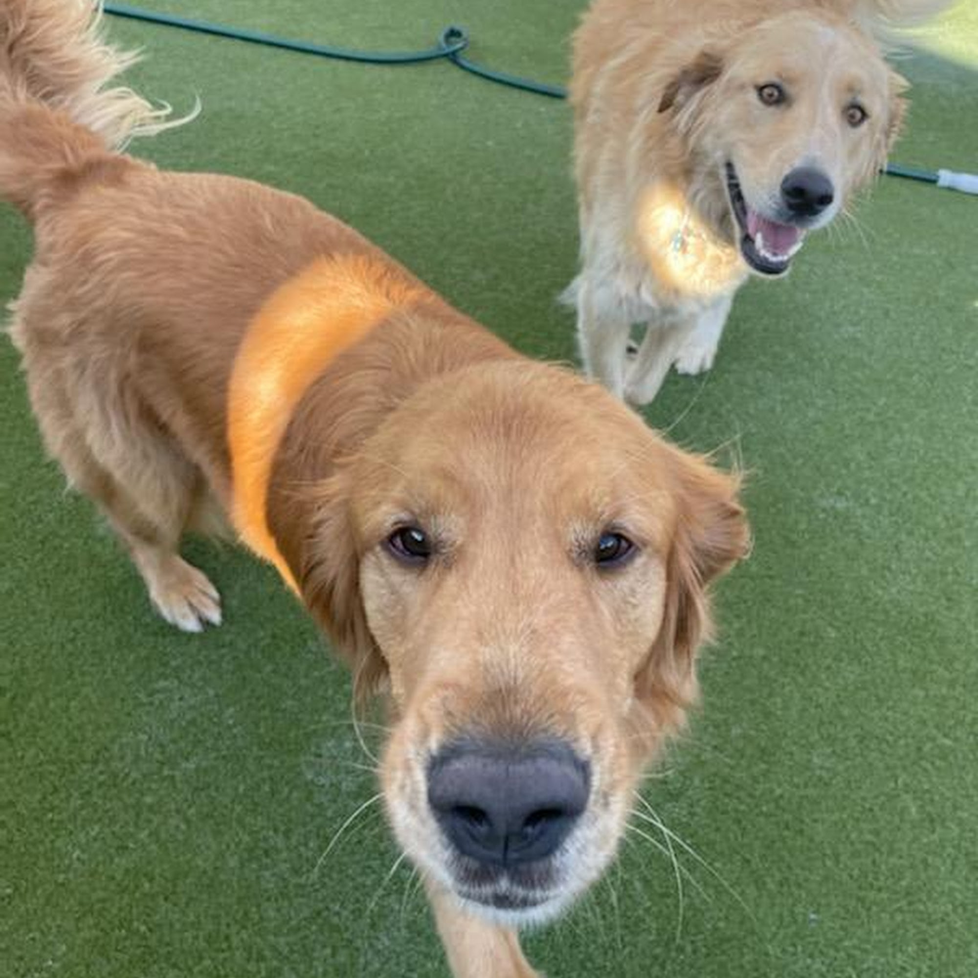 All Paws Stay -N- Play Stayner's Doggie Retreat Boise