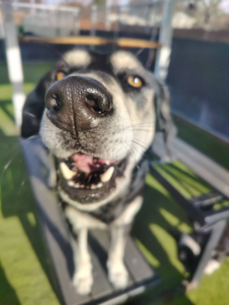 All Paws Stay -N- Play Stayner's Doggie Retreat Boise