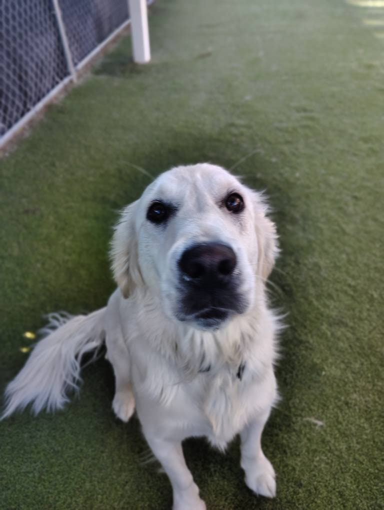 All Paws Stay -N- Play Stayner's Doggie Retreat Boise