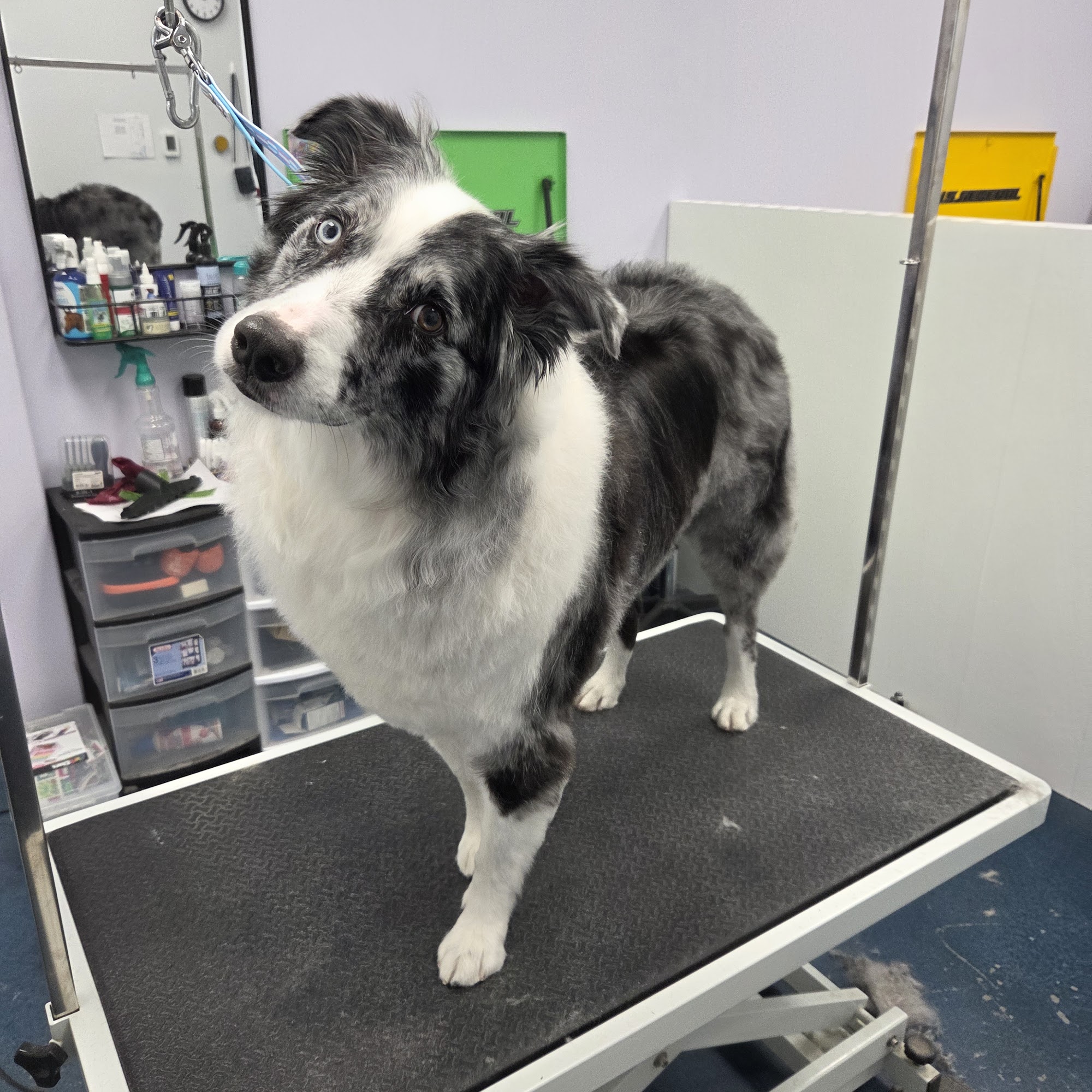 Nature's Design Dog Spa | Pet Groomer 8249 W Overland Rd STE 130, Boise Idaho 83709
