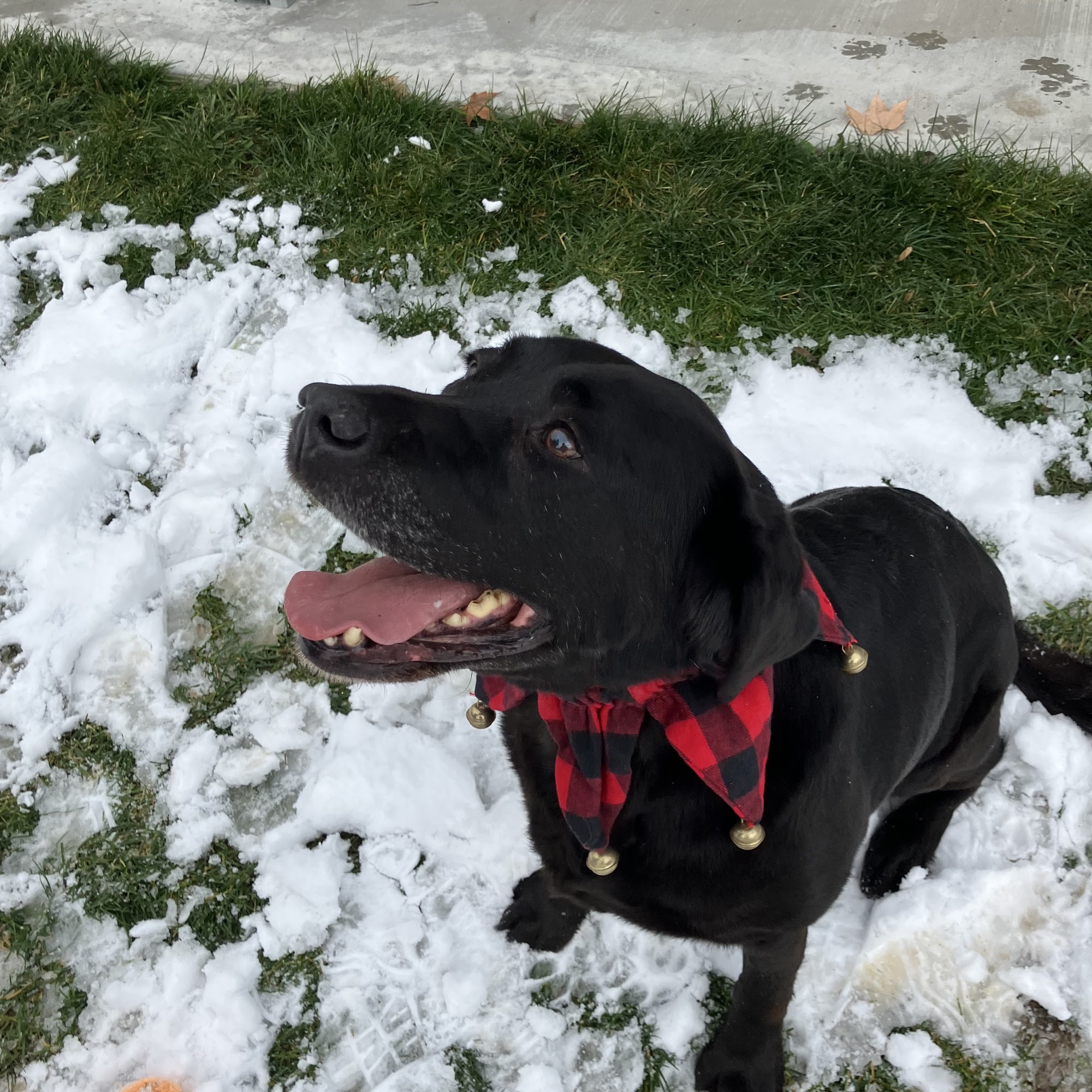 Bonners Ferry Veterinary Clinic Bonners Ferry