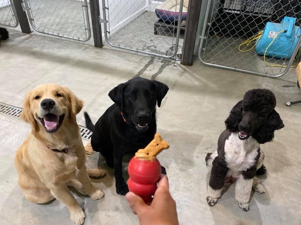 Dirty Dog Salon & Kennels Bonners Ferry