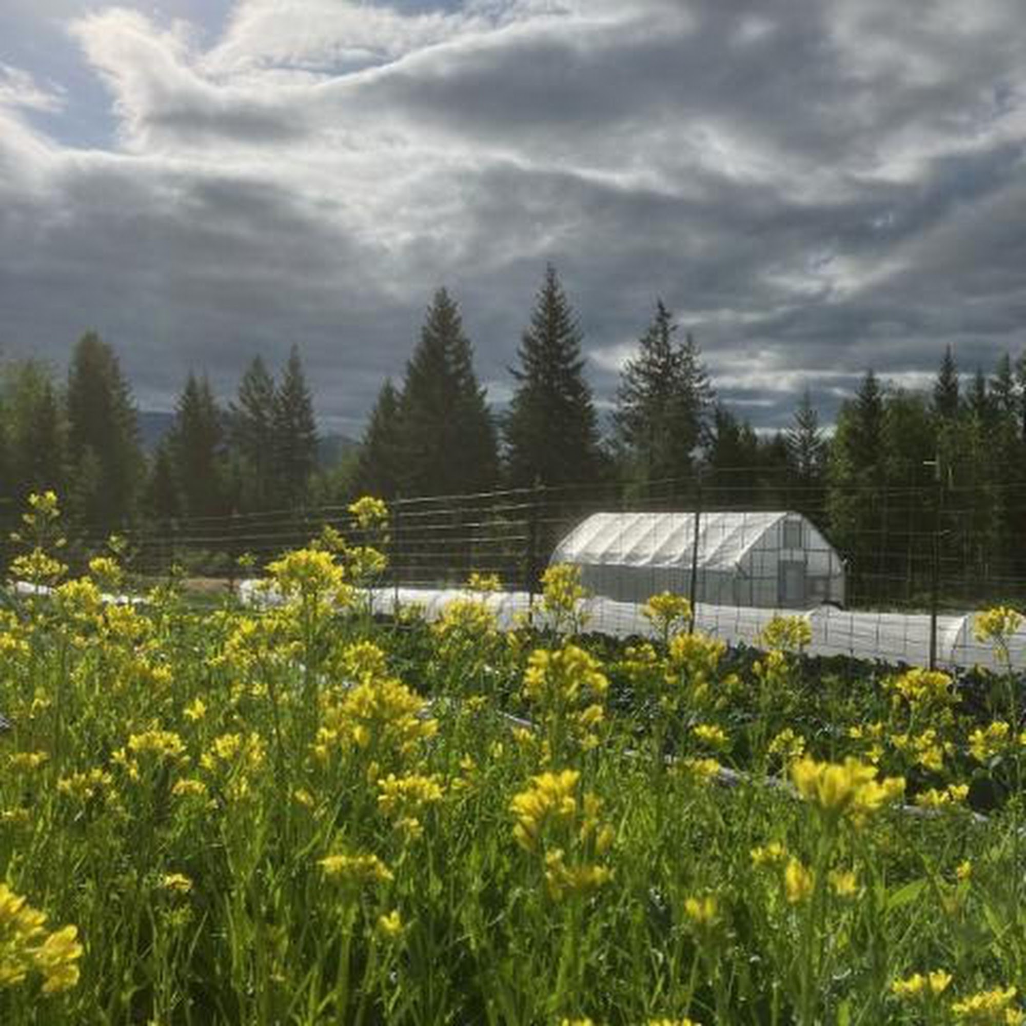 Cloud Eleven Mountain Farm Bonners Ferry