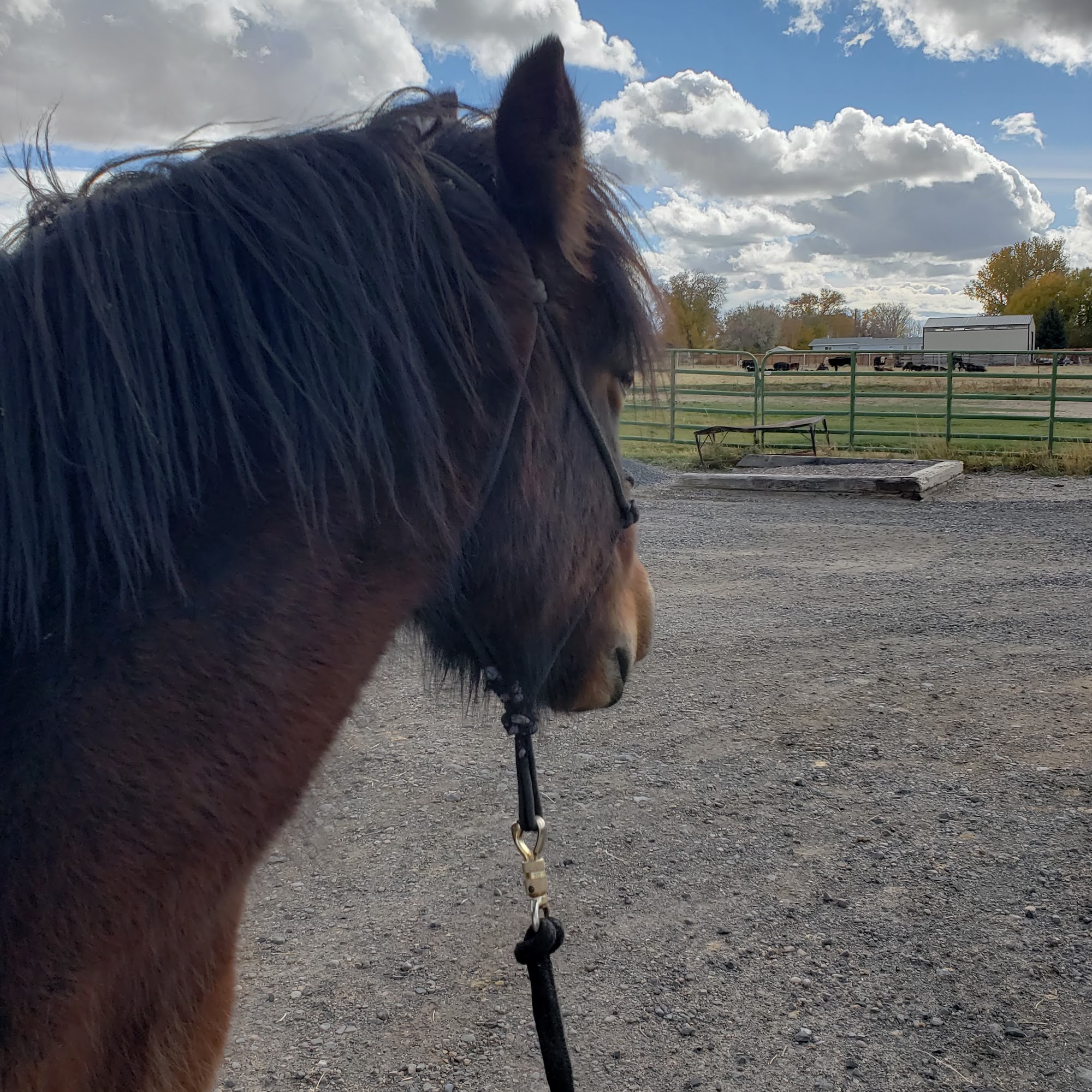 West End Veterinary Clinic Buhl