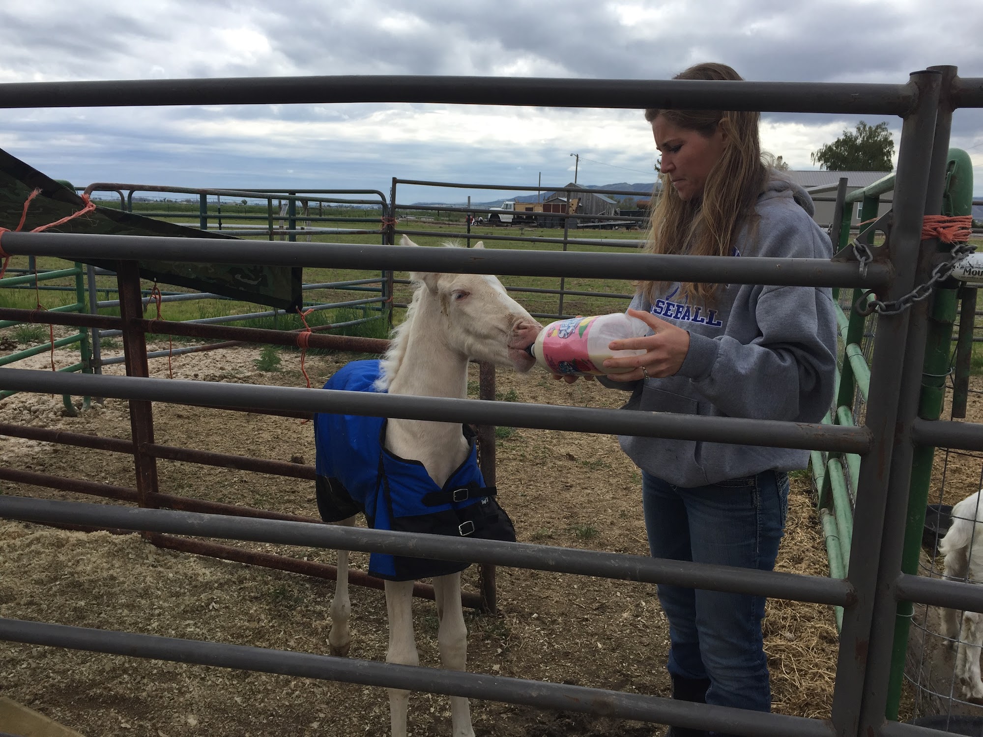 Stapelman Veterinary Services Burley