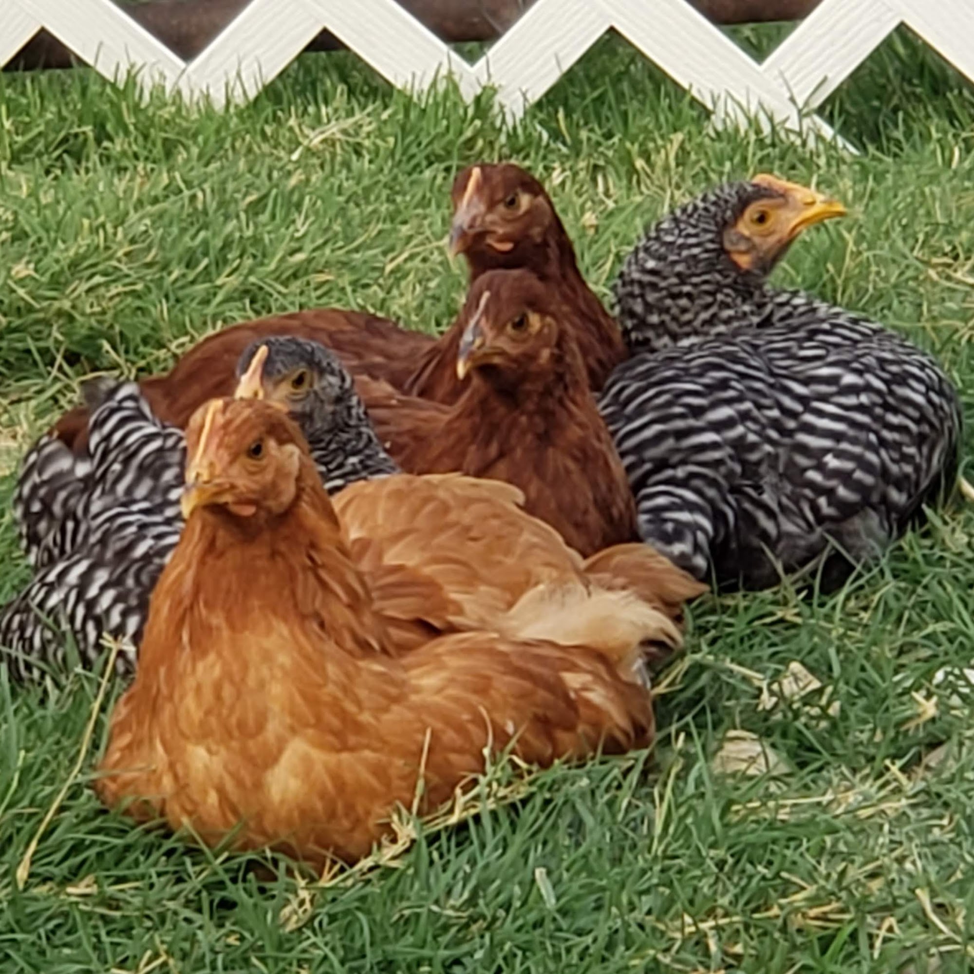 Dunlap Hatchery Caldwell
