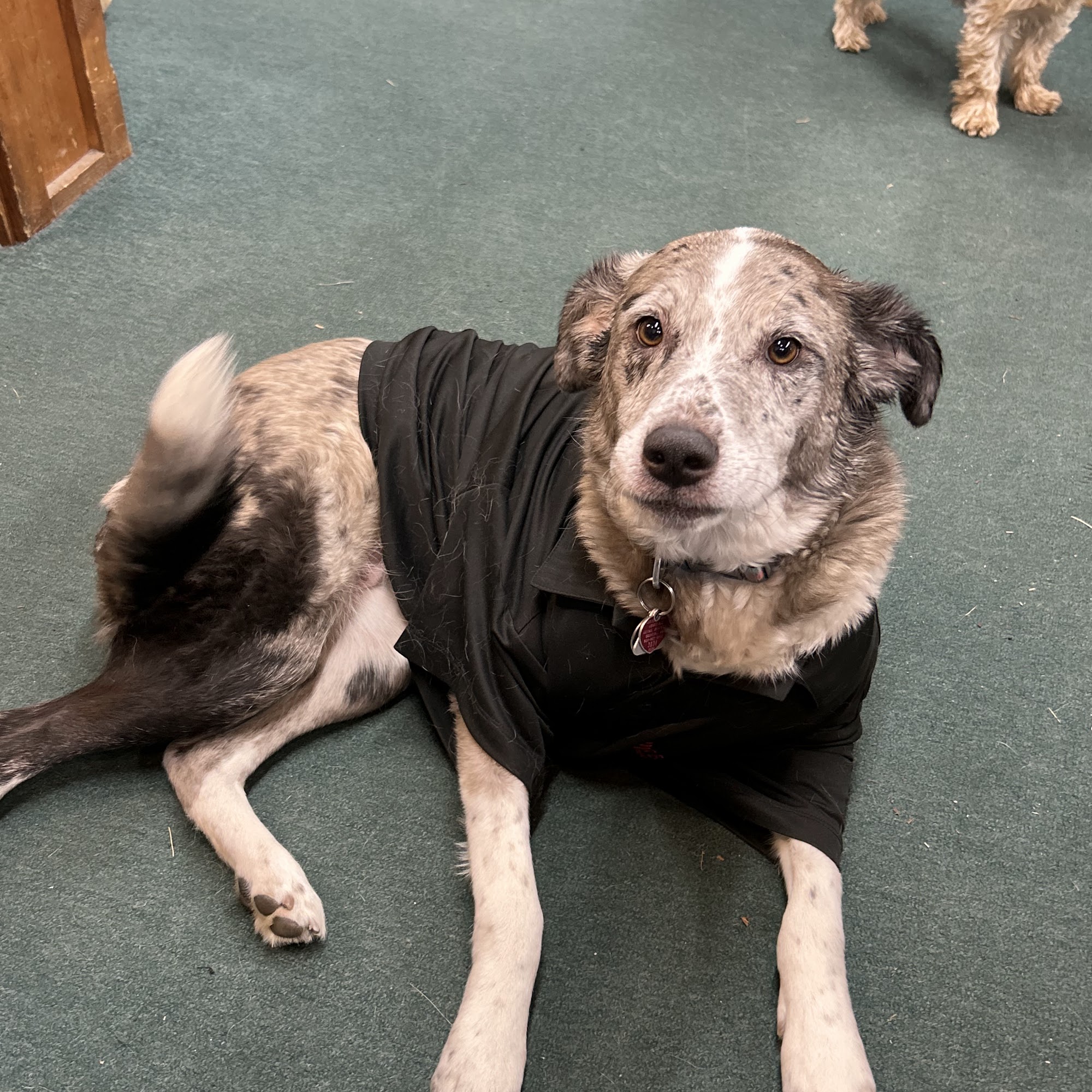 Cascade Veterinary Clinic Cascade