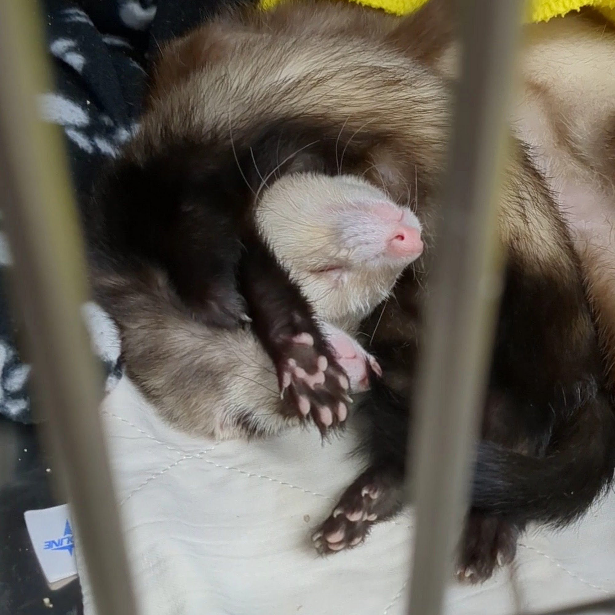 Alpine Animal Hospital Chubbuck