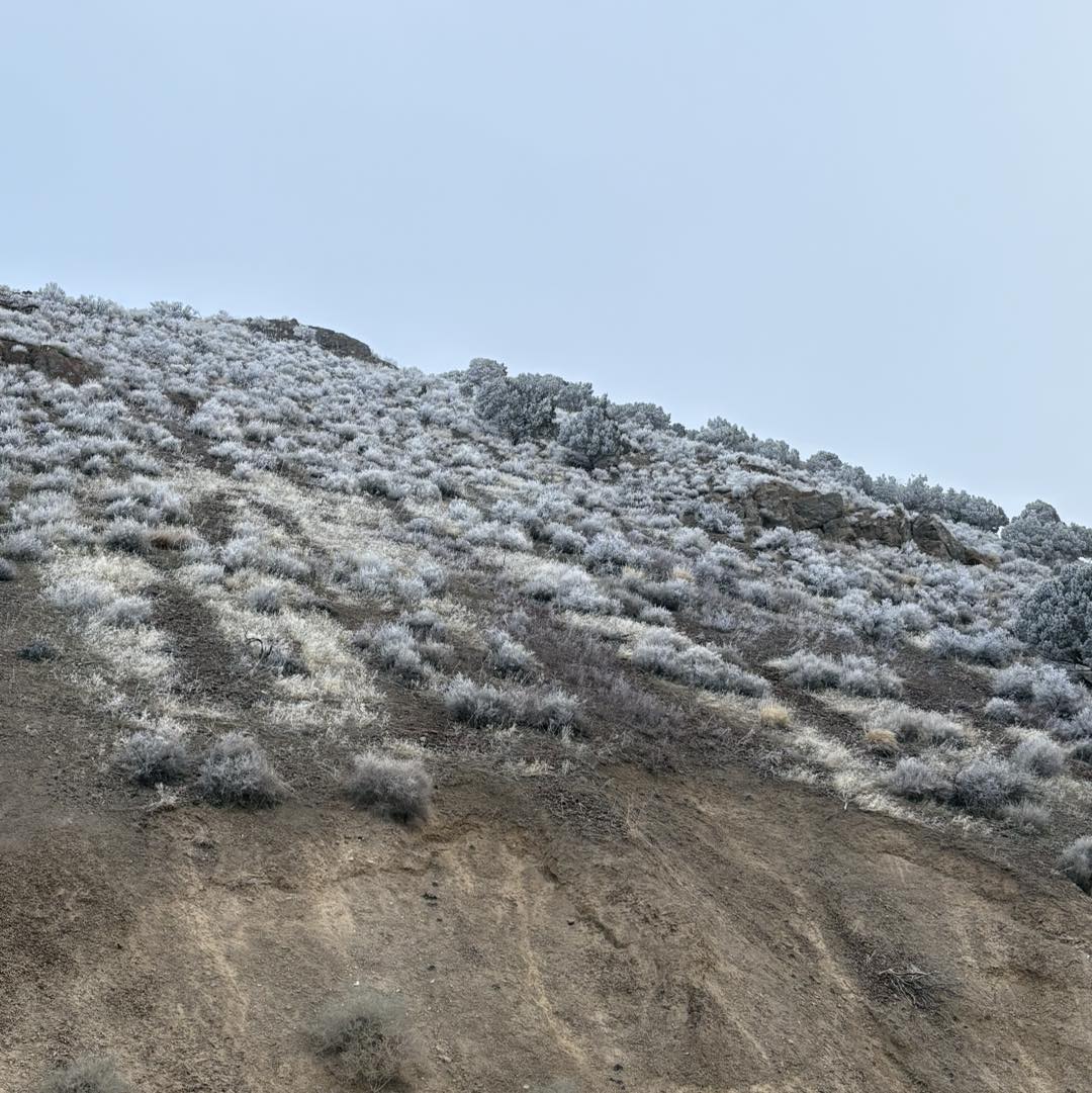 Dip N Clip Grooming & Boarding Chubbuck