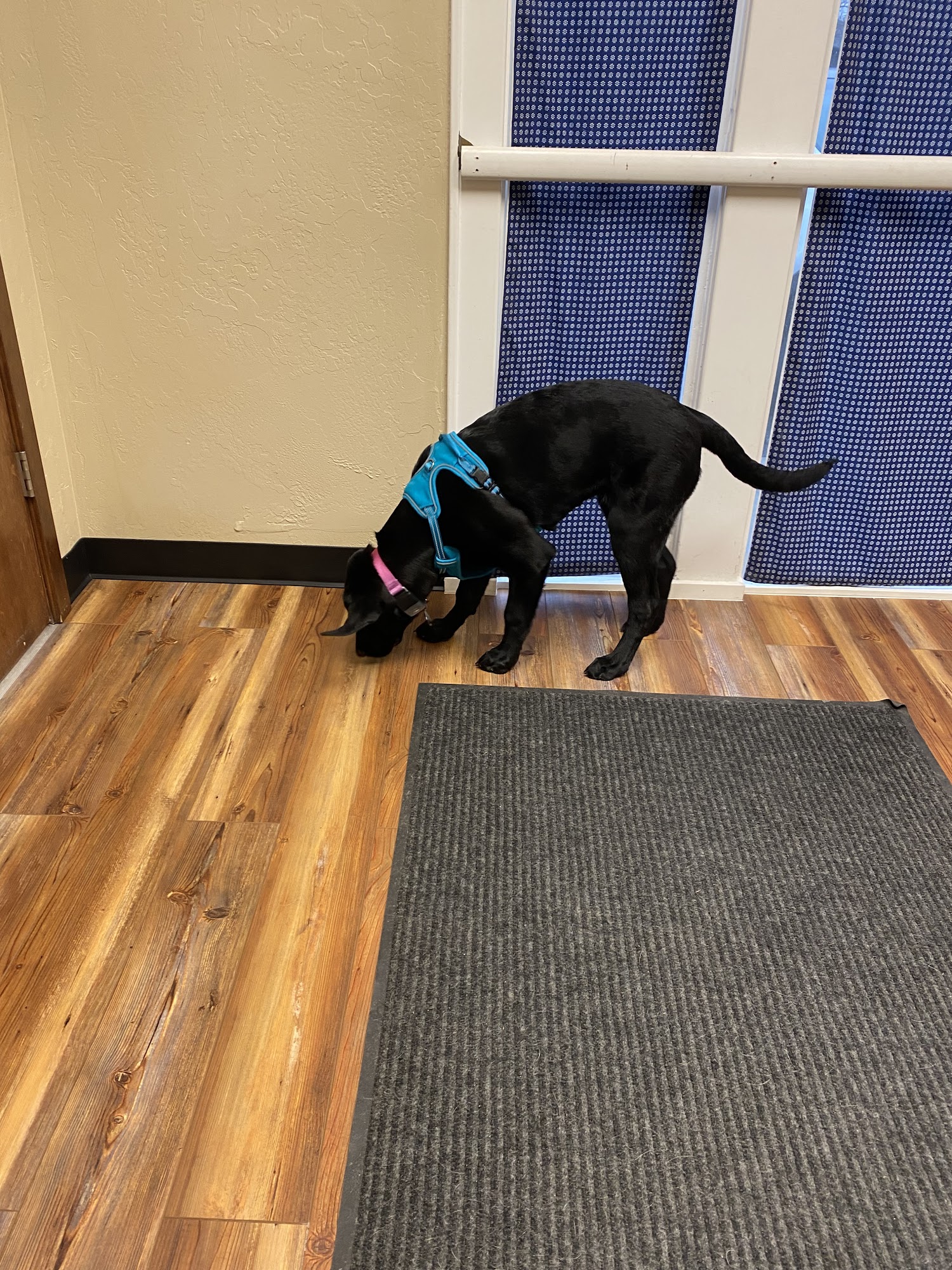 Midtown Animal Medical Center Coeur d'Alene