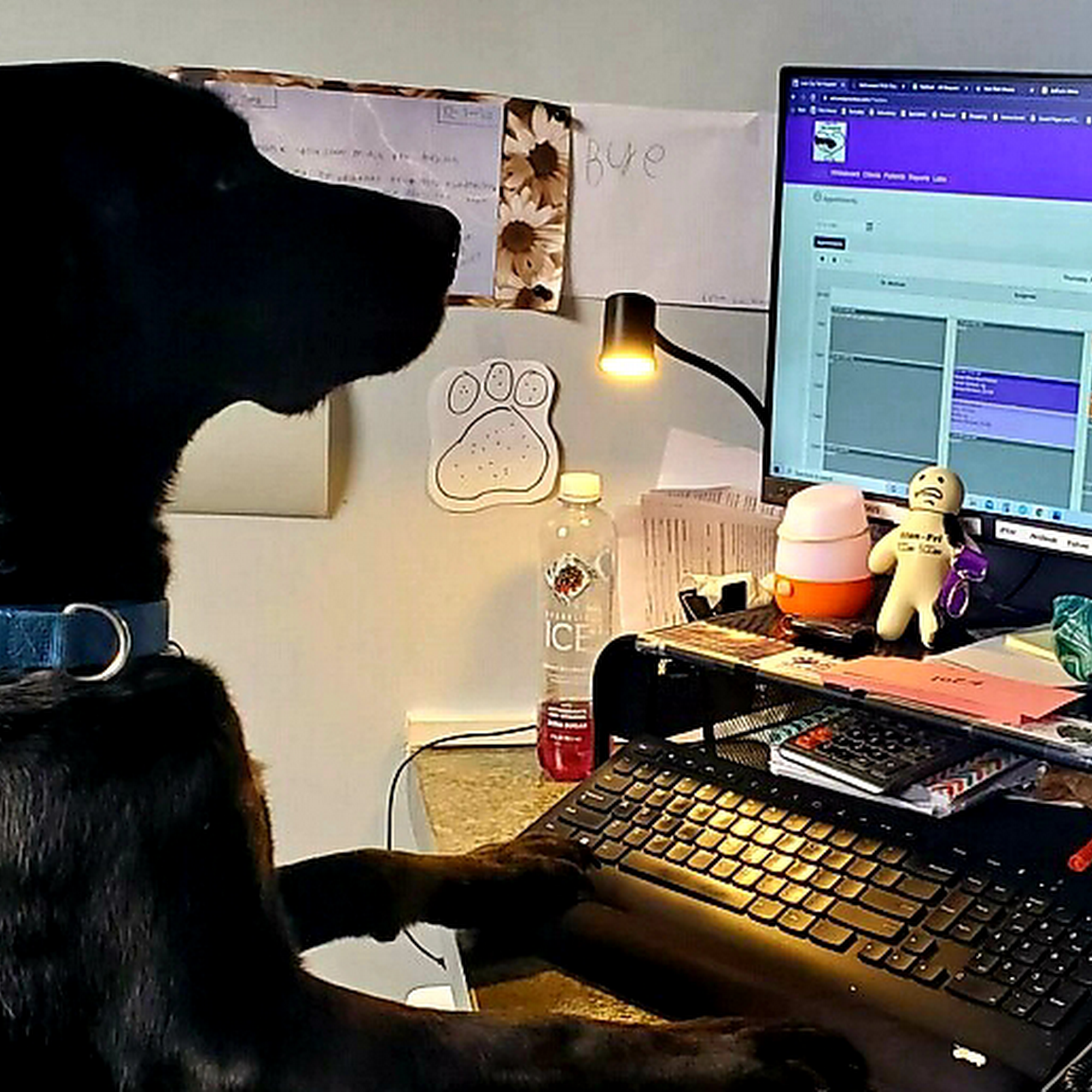 Lake City Pet Hospital Coeur d'Alene