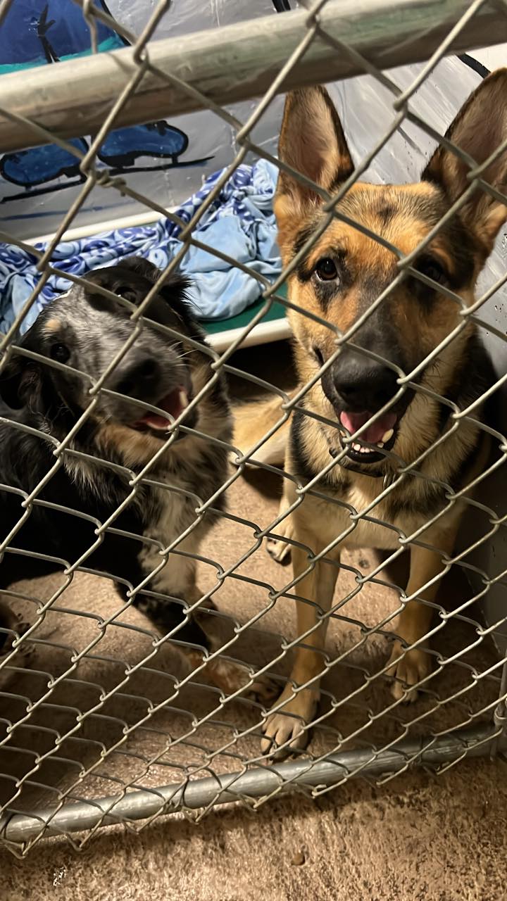 Dog.N.It Hotel and Daycare Coeur d'Alene