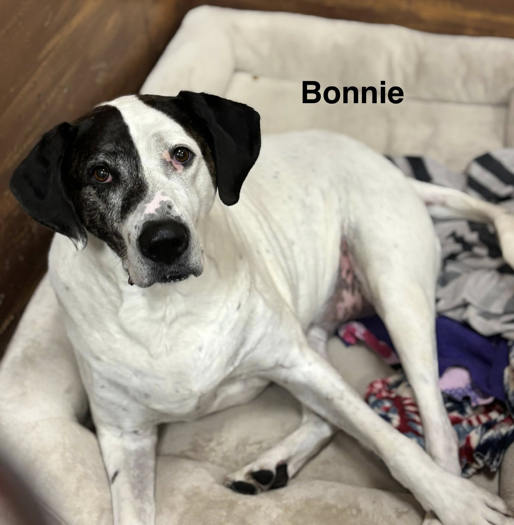 Dog.N.It Hotel and Daycare Coeur d'Alene