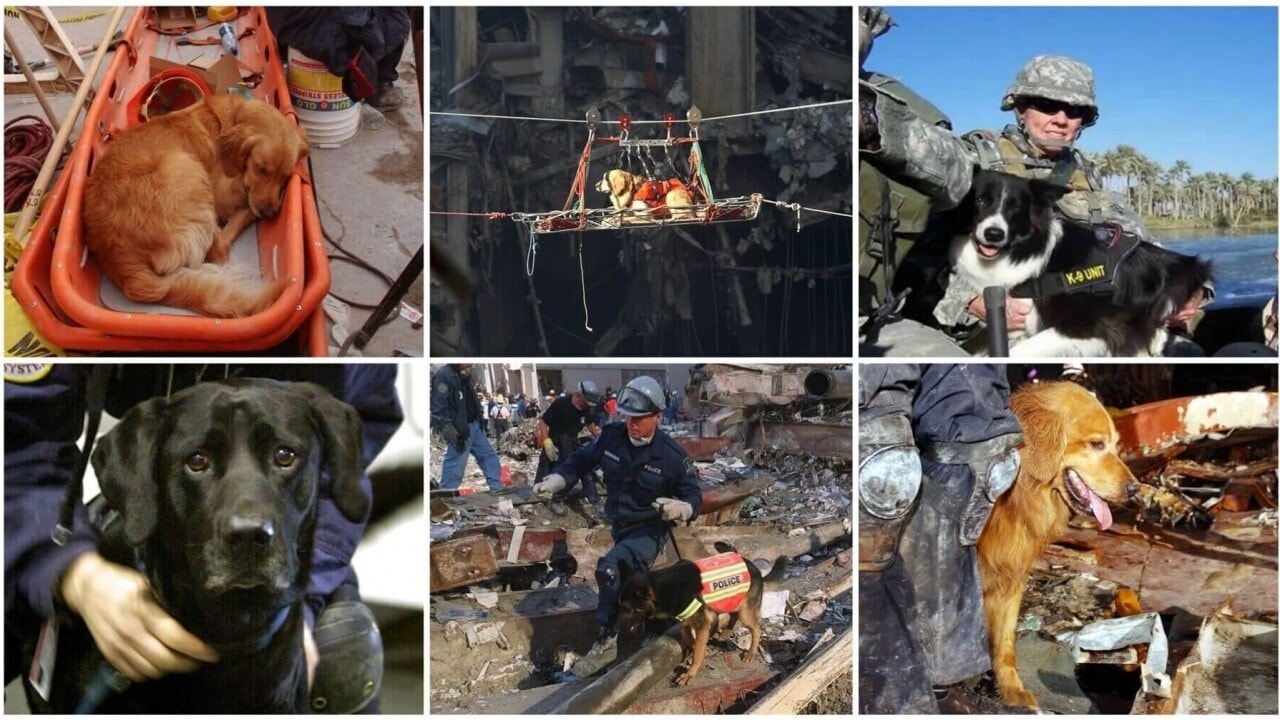 Dermatology for Animals - Liberty Lake Coeur d'Alene