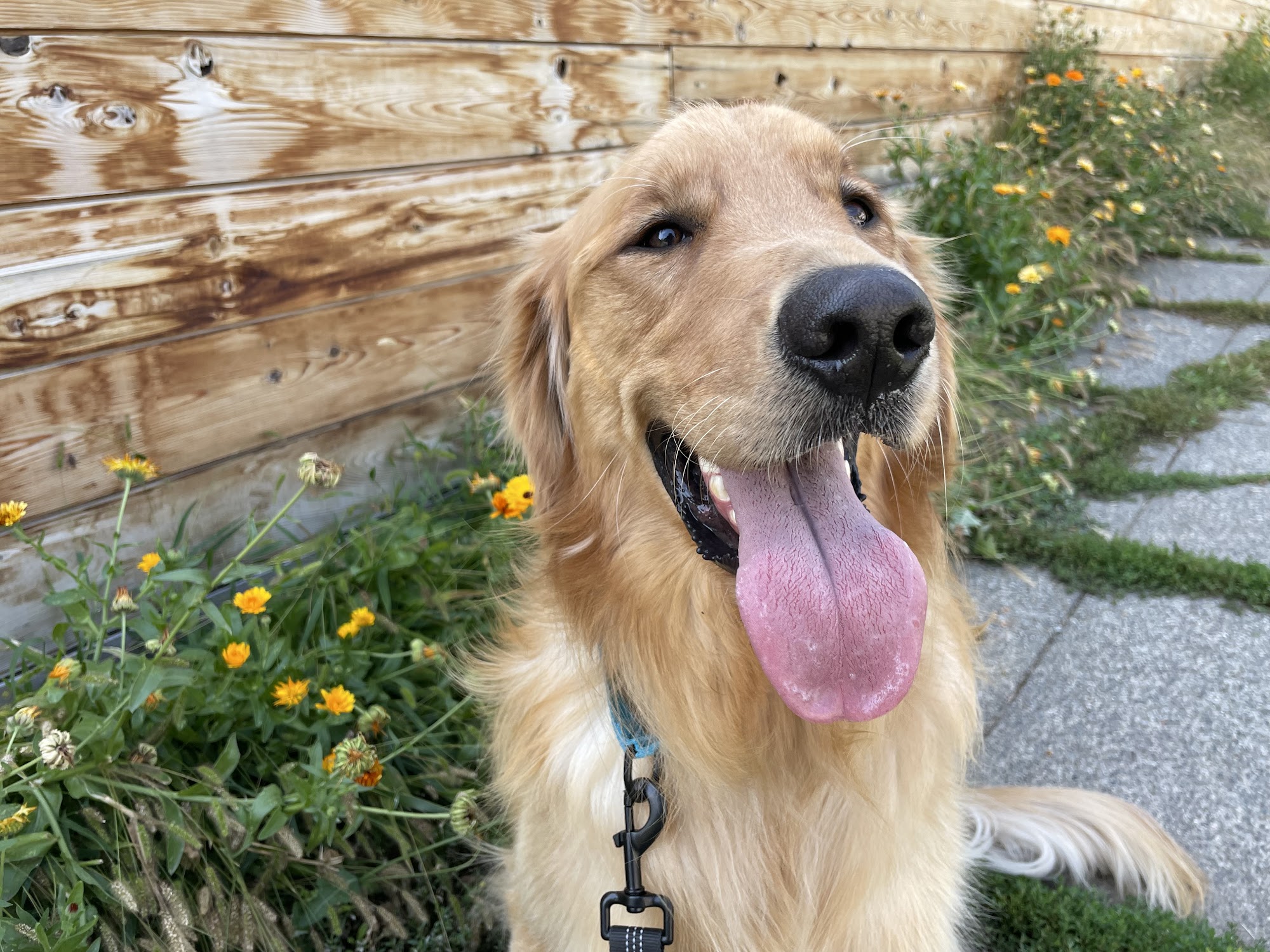 Laundramutt Coeur d'Alene