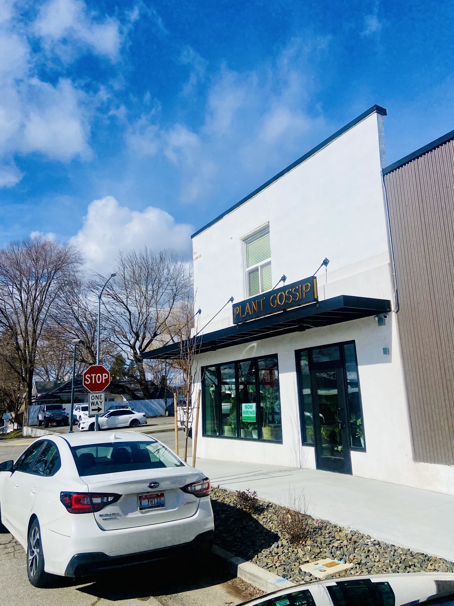 PLANT GOSSIP / ORVEGANIC KITCHEN