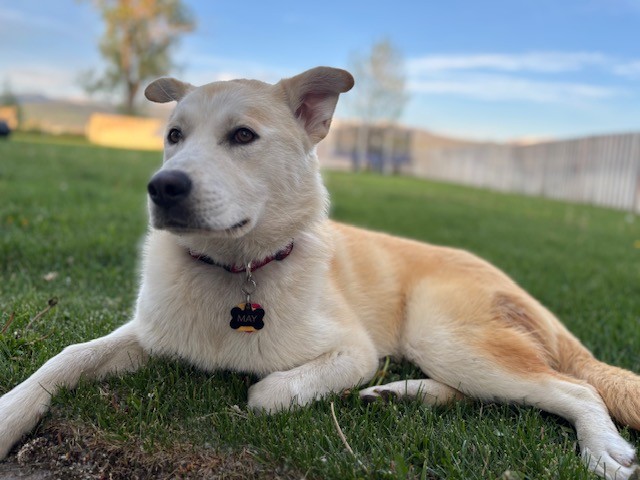 PAWS - Providing Animal Welfare Services Driggs