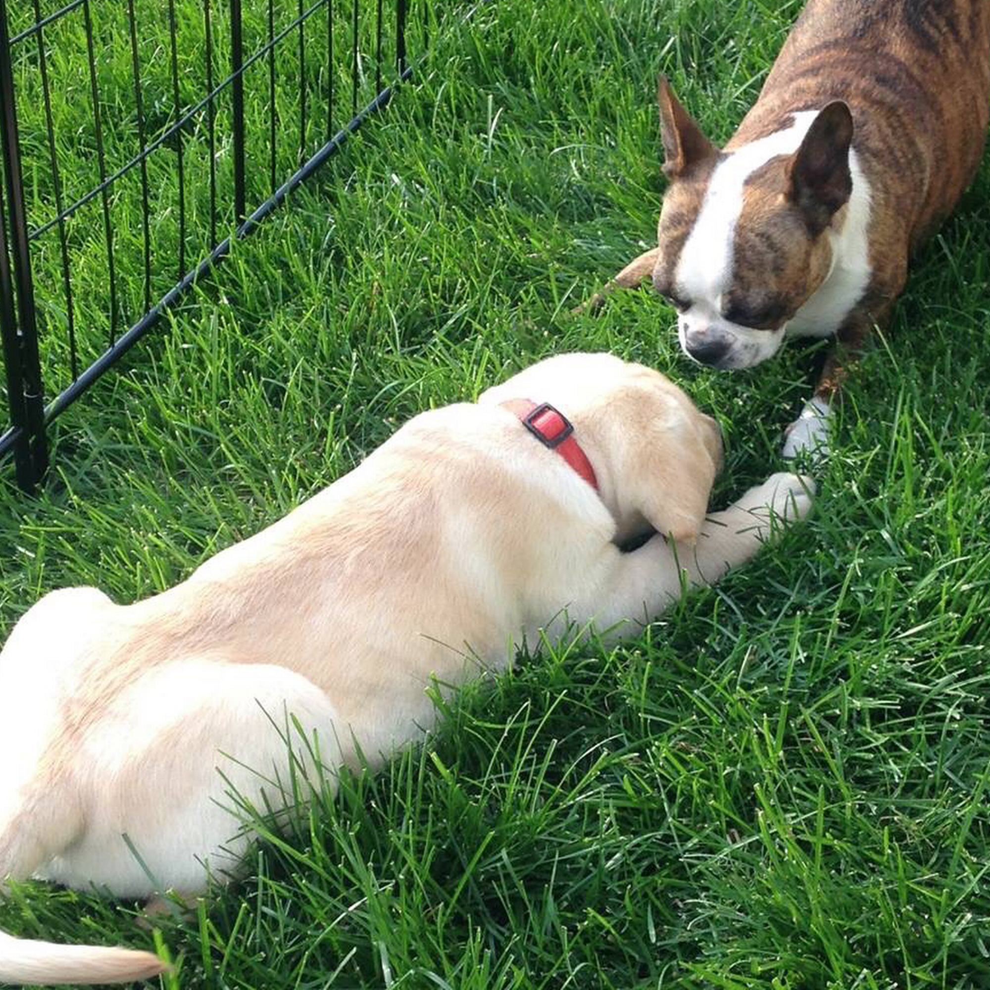 Woodington Veterinary Eagle