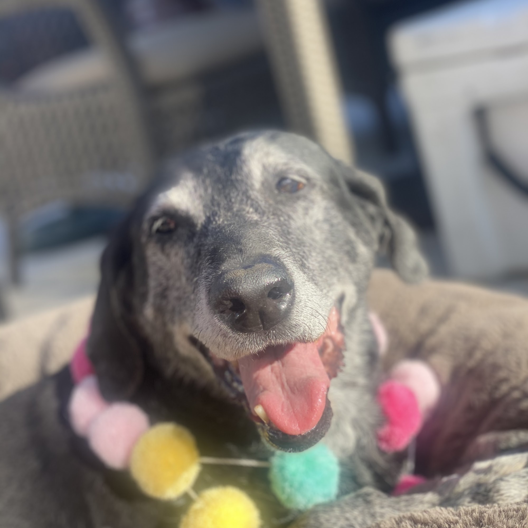 Eagle Animal Clinic Eagle