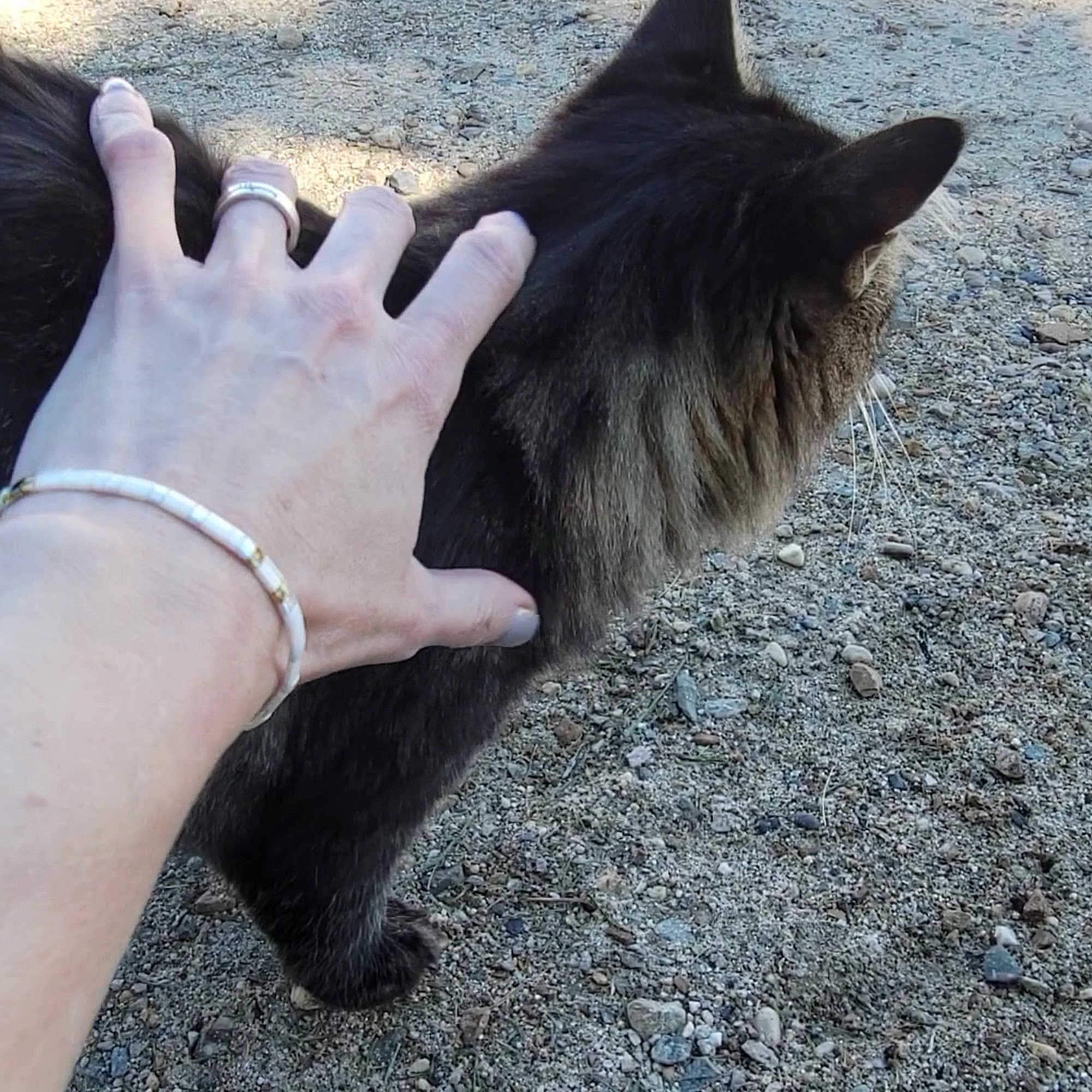 H Bar H Veterinary Clinic Eagle