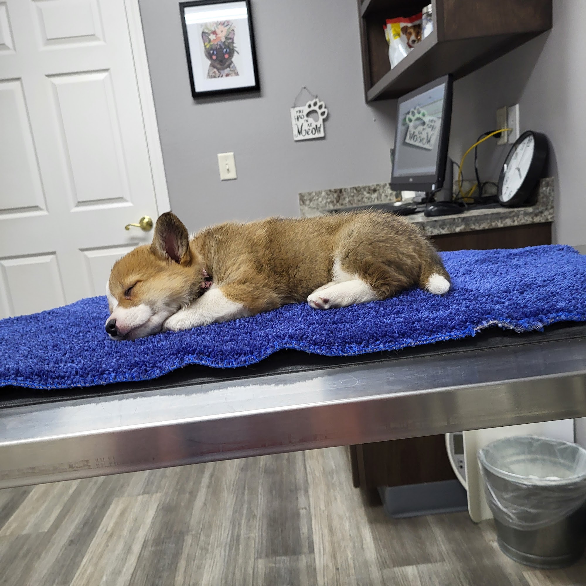 Gem Veterinary Clinic Emmett