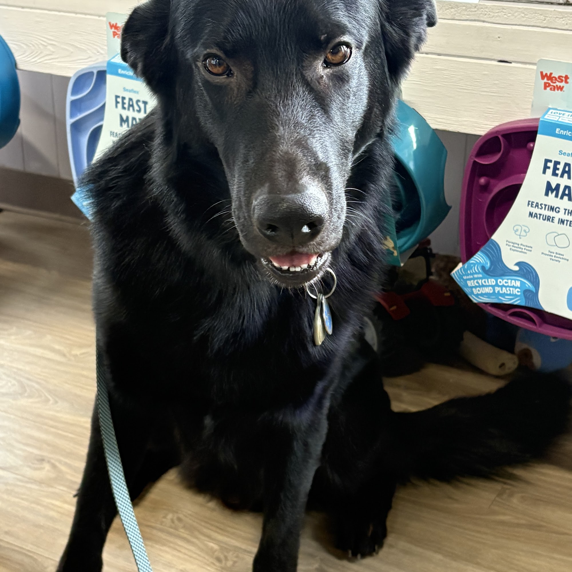 Animal Medical Center Emmett ID Emmett