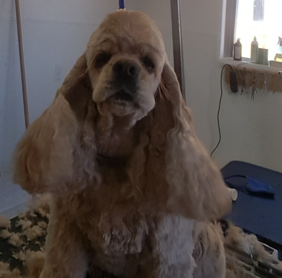 Sunset Grooming & Boarding Emmett