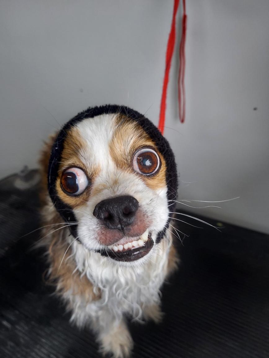 Canine Country Clips Emmett