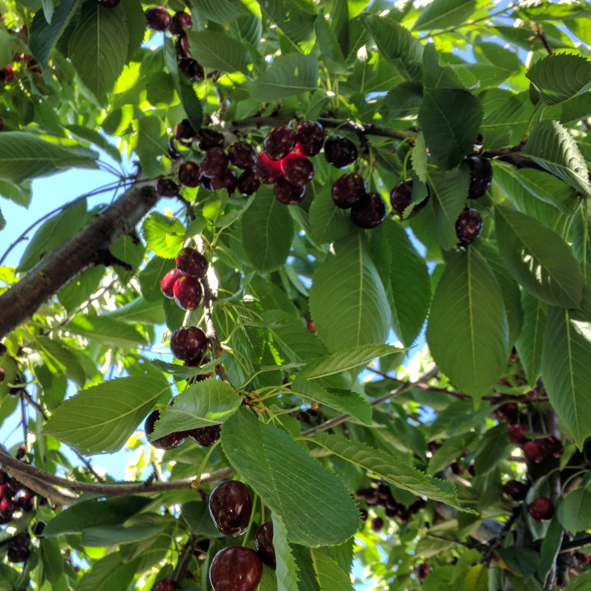 Tylers Rocky Point Orchard Emmett
