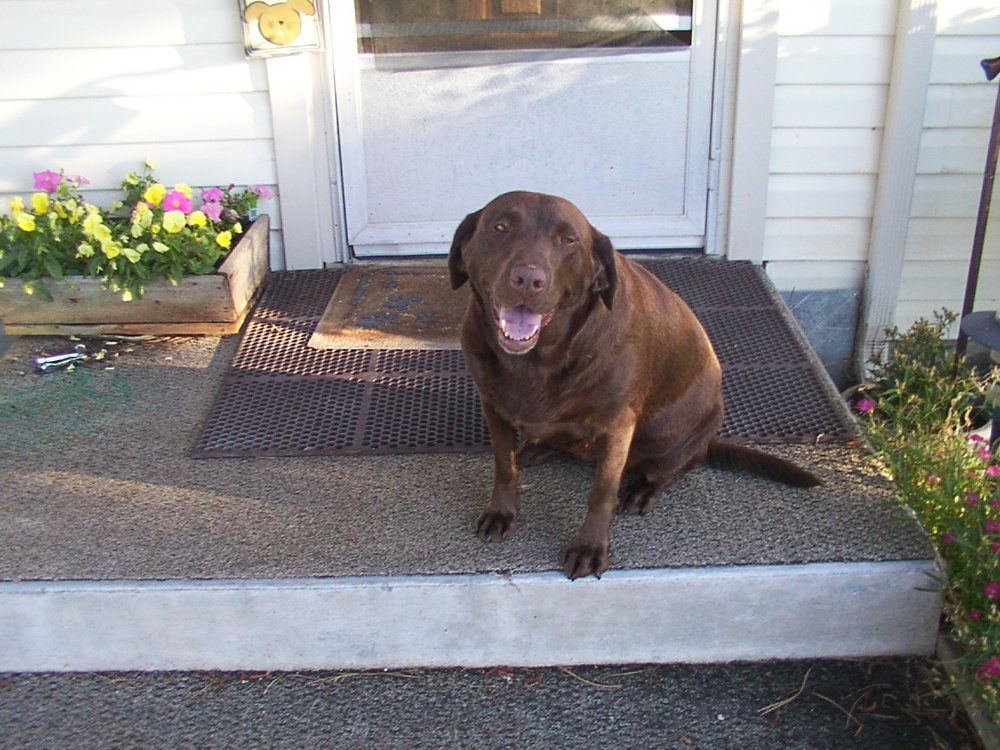 Snake River Veterinary Center Pa: Woodcock Marijeanne DVM