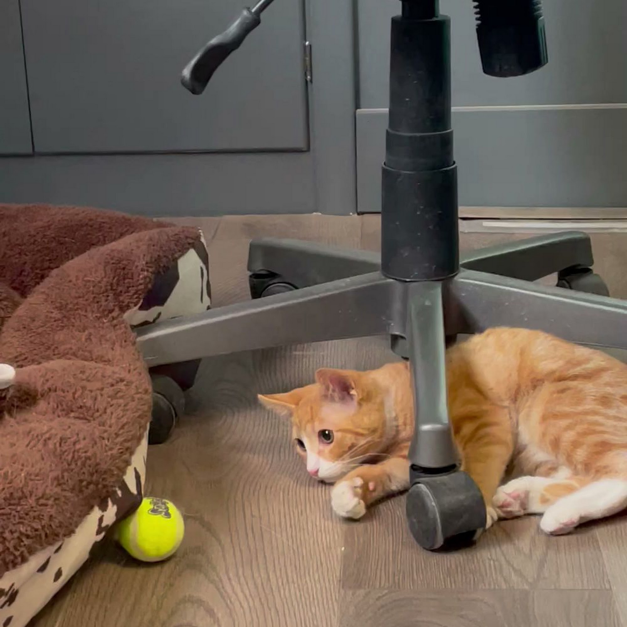 No Bad Hair Days Grooming, Boarding & Daycare Fruitland