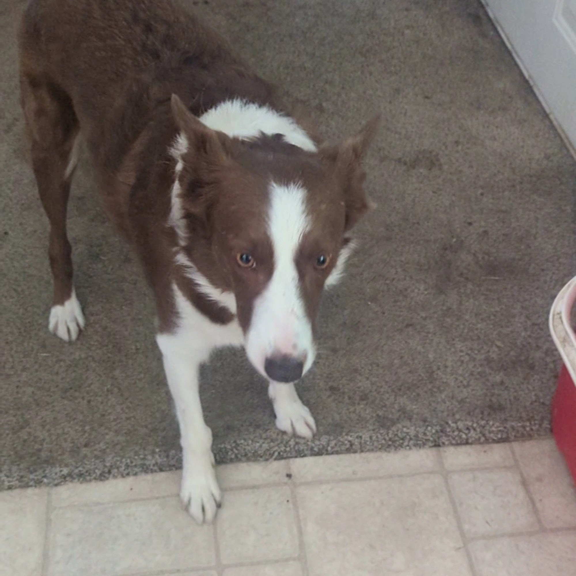 Westvet 24/7 Animal Emergency & Specialty Center Garden City